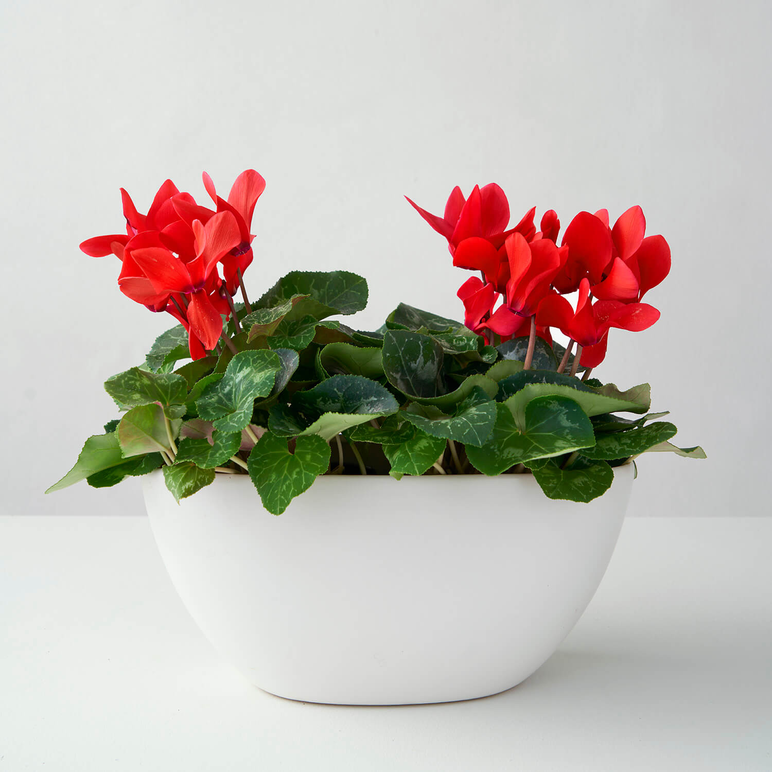 Reno (cyclamen rouge double)