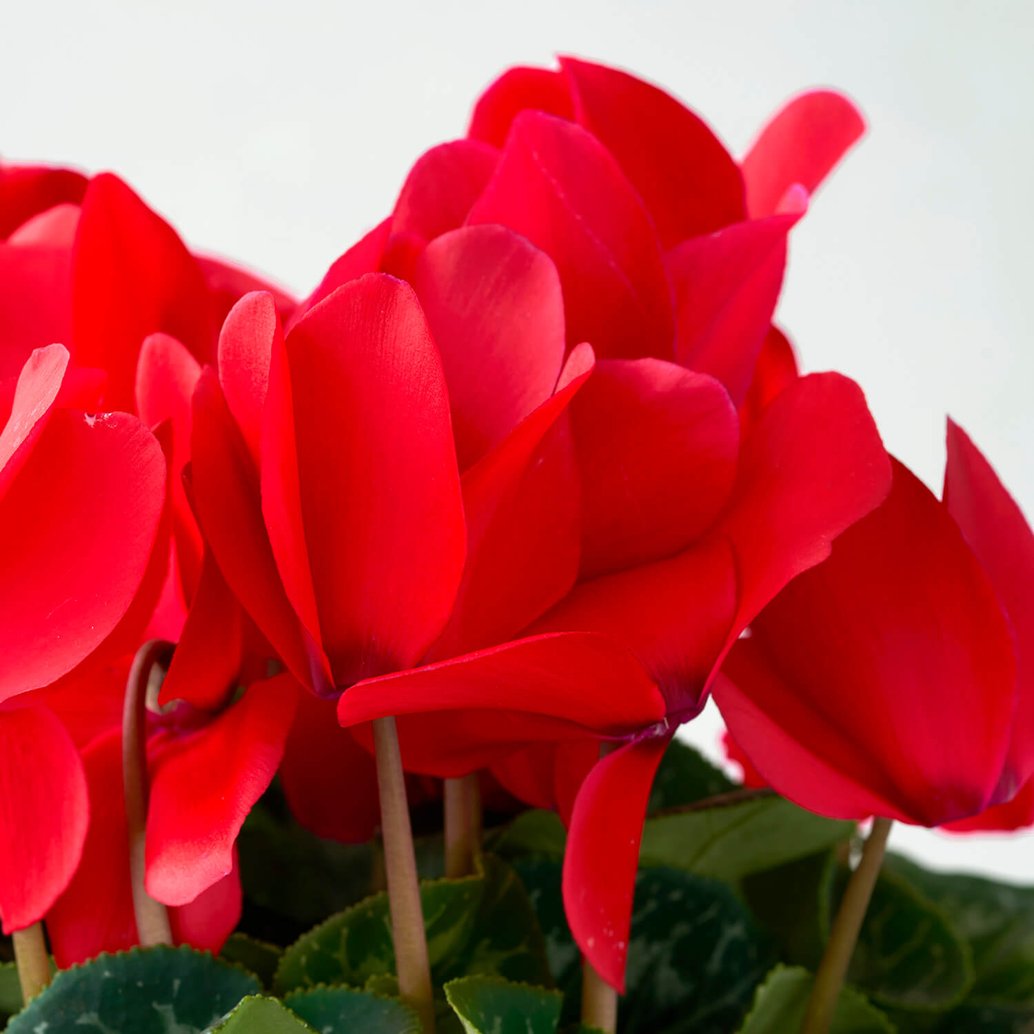 Reno (cyclamen rouge double)
