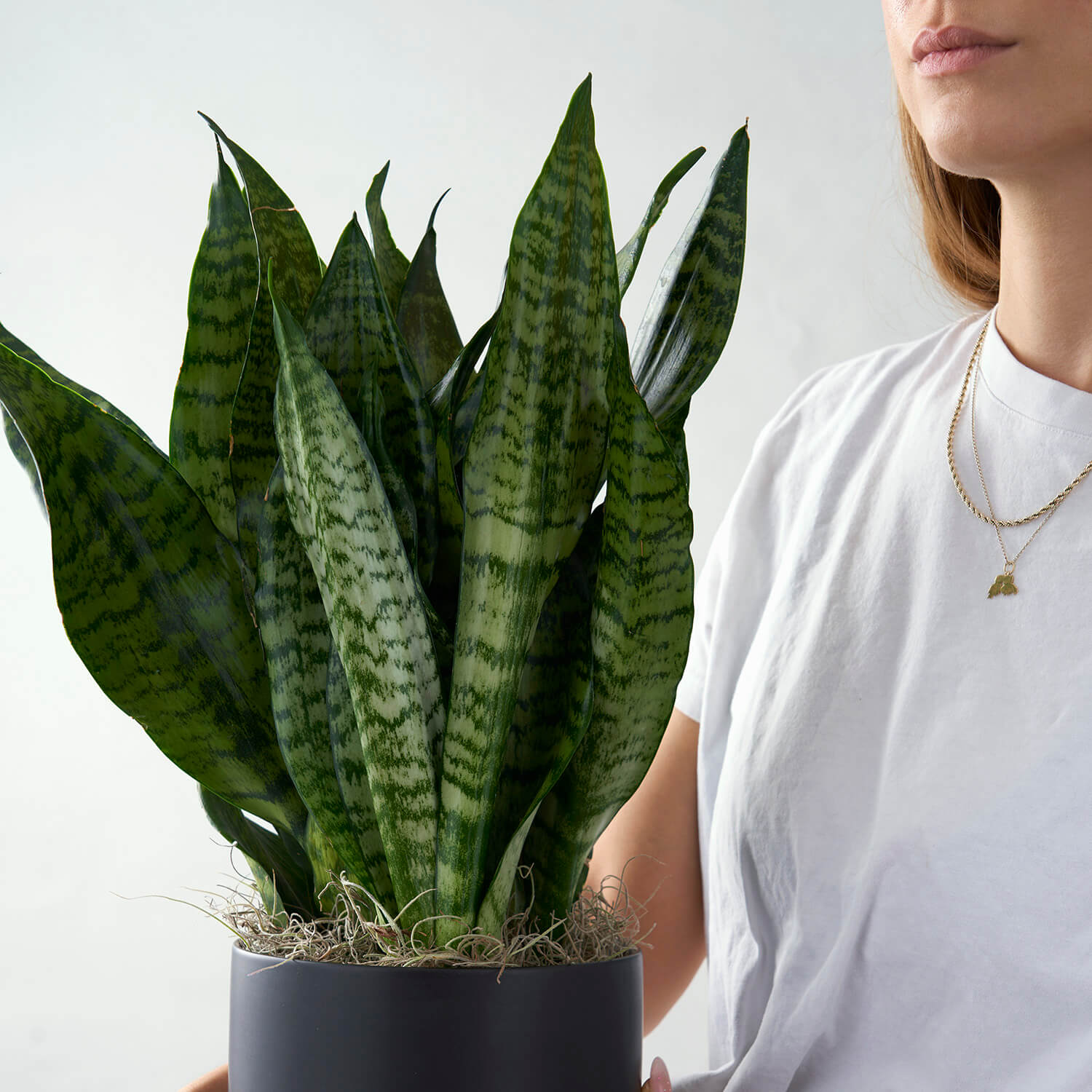 Sansevieria