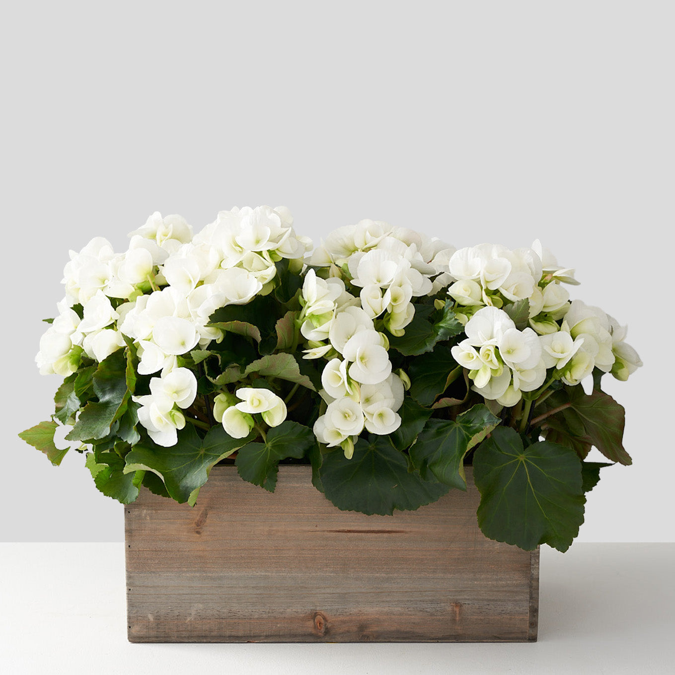 Wooden planter box set on white table filled with white begonia