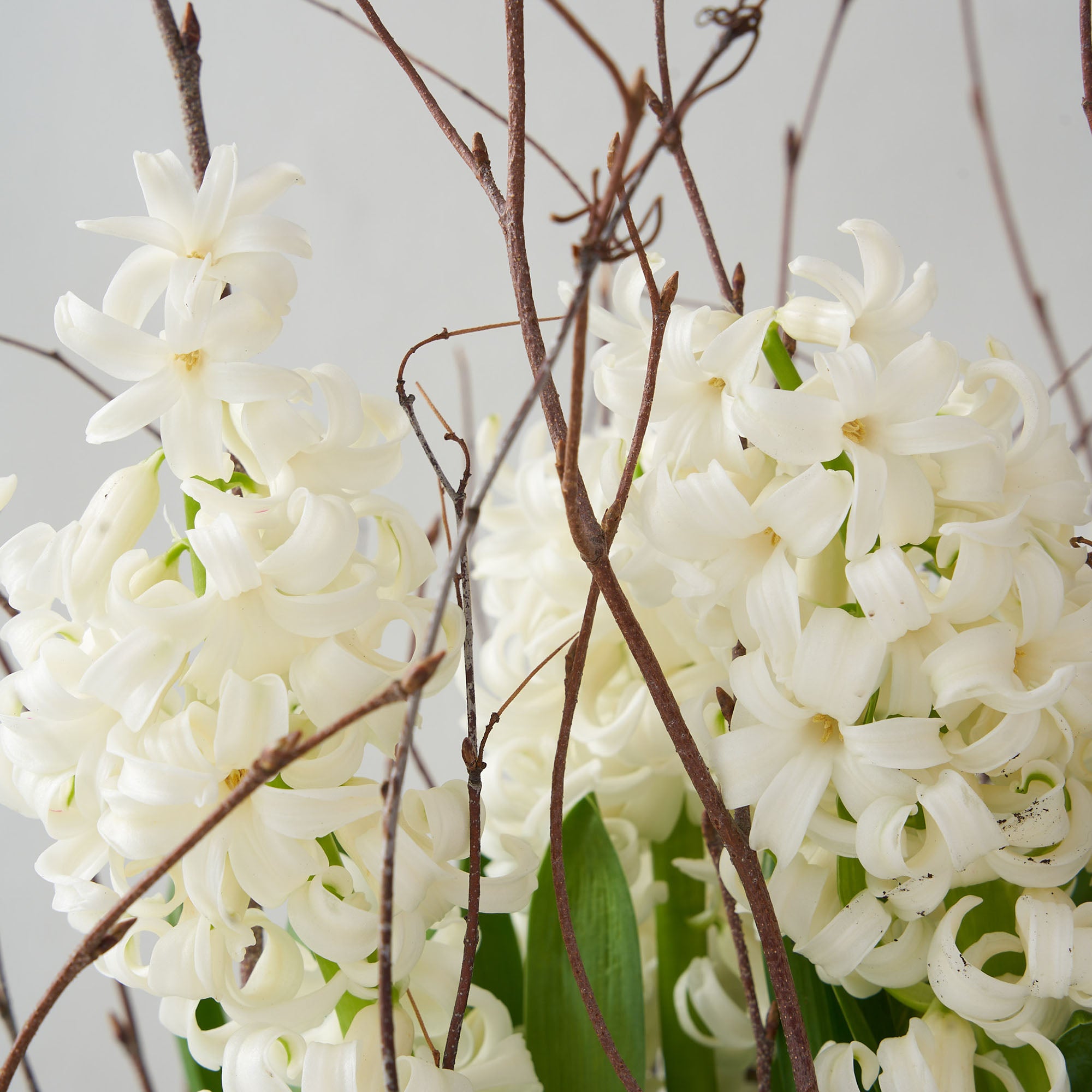 White hyacinth with greenery