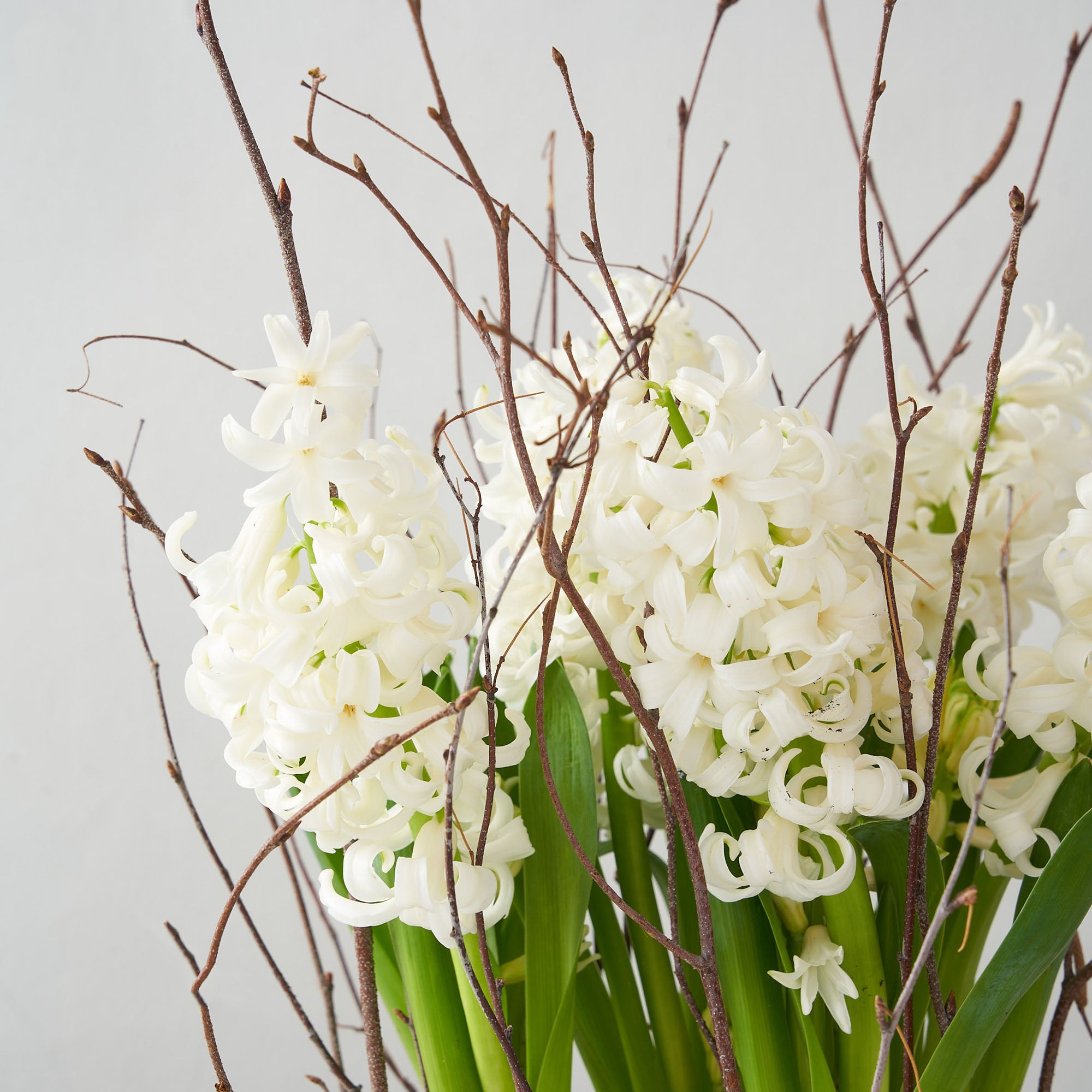 White hyacinth with greenery
