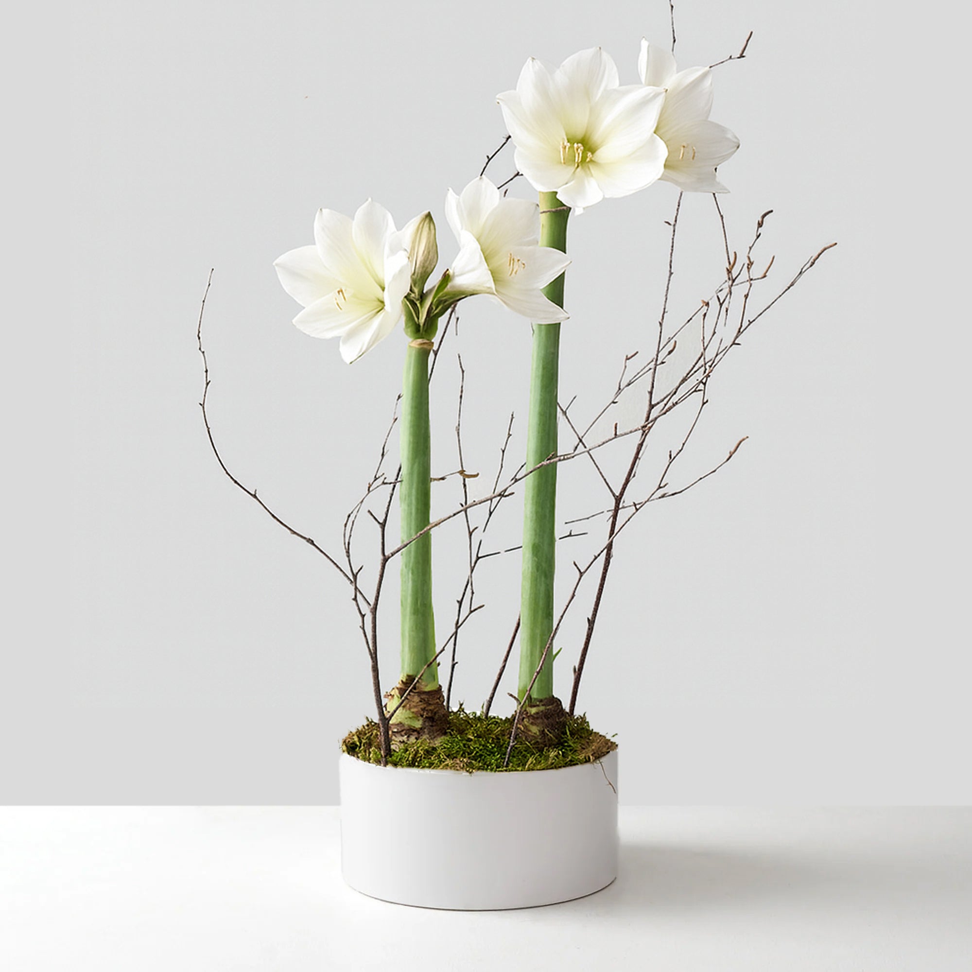 Two White Amaryllis in White Ceramic
