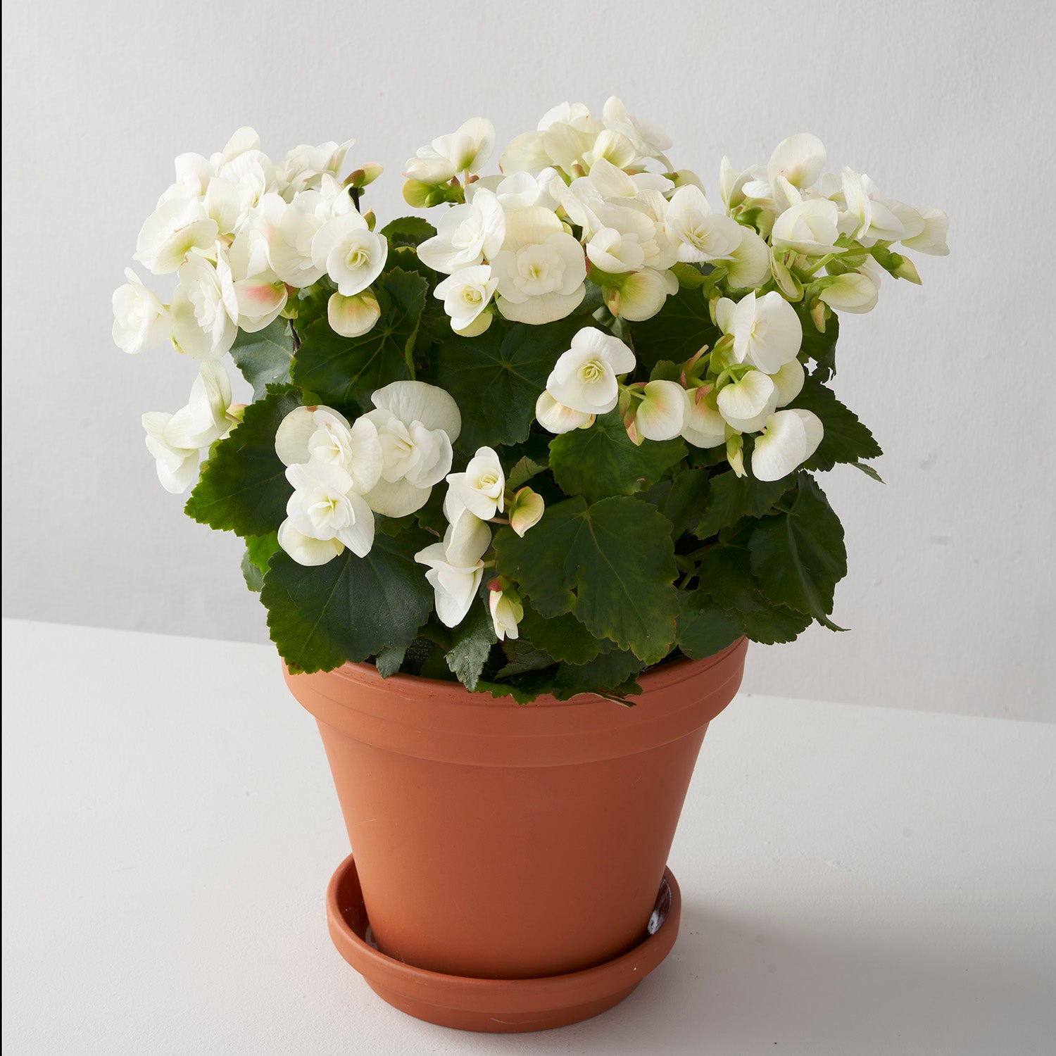 White flowering begonia in clay pot on white background.