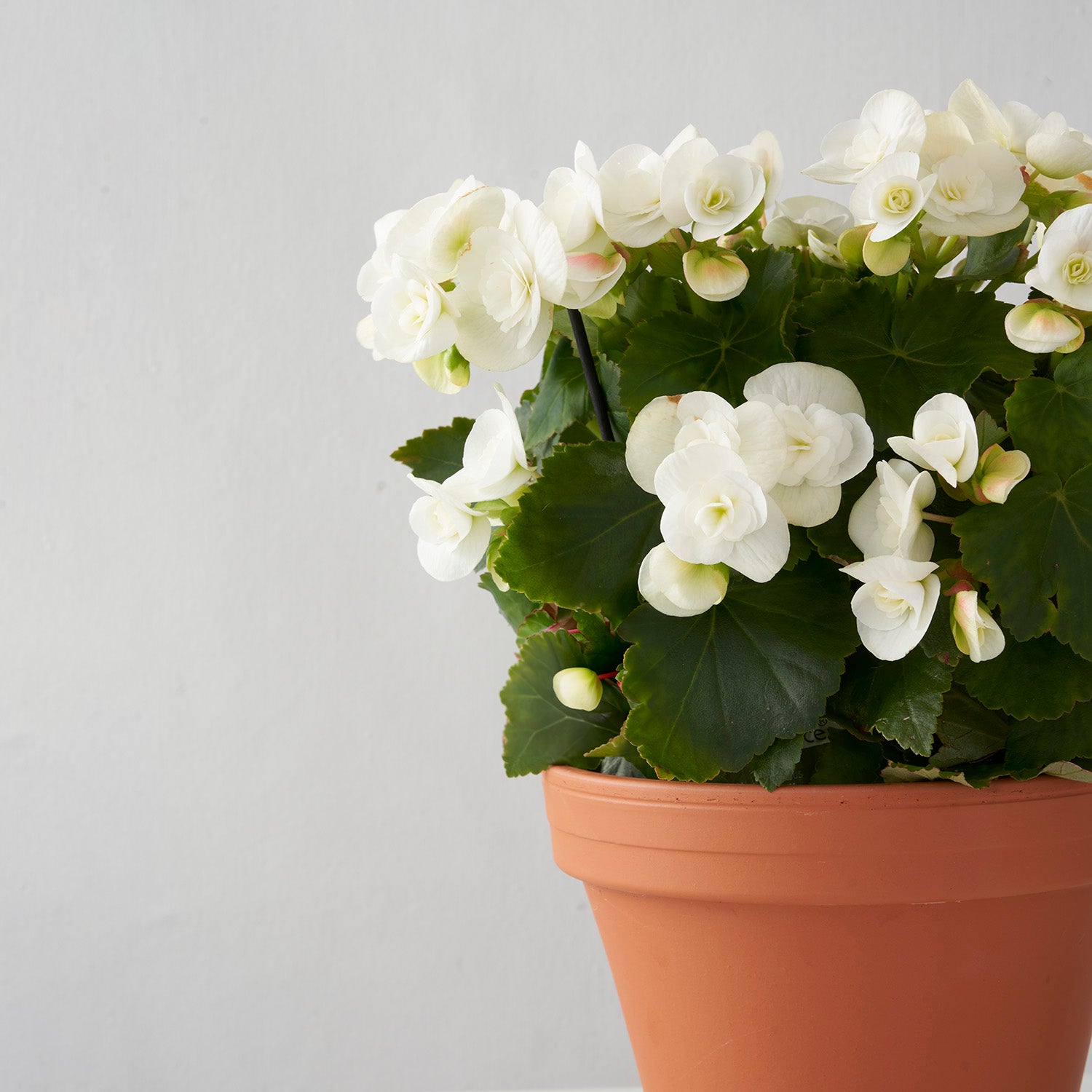 flowering white begonia in clay pot, off center on white background. 
