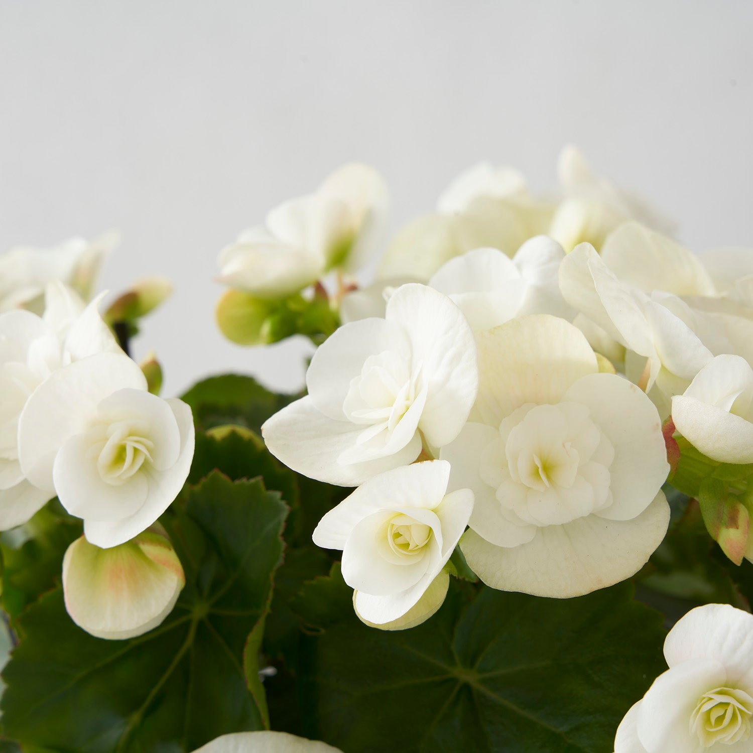 Closeup of white begonia flowers.