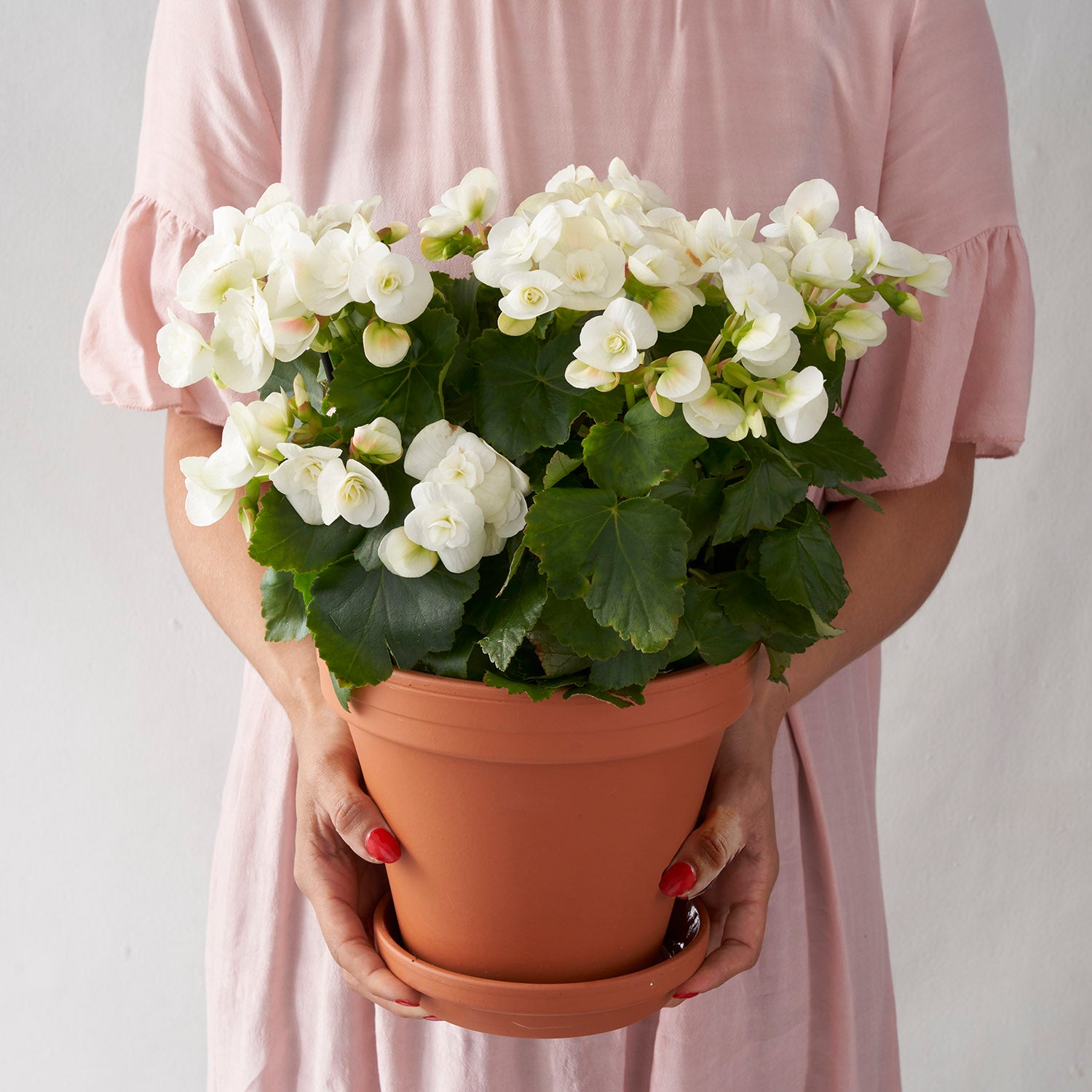 Woman in pink dredd holding white bogonia in clay pot.