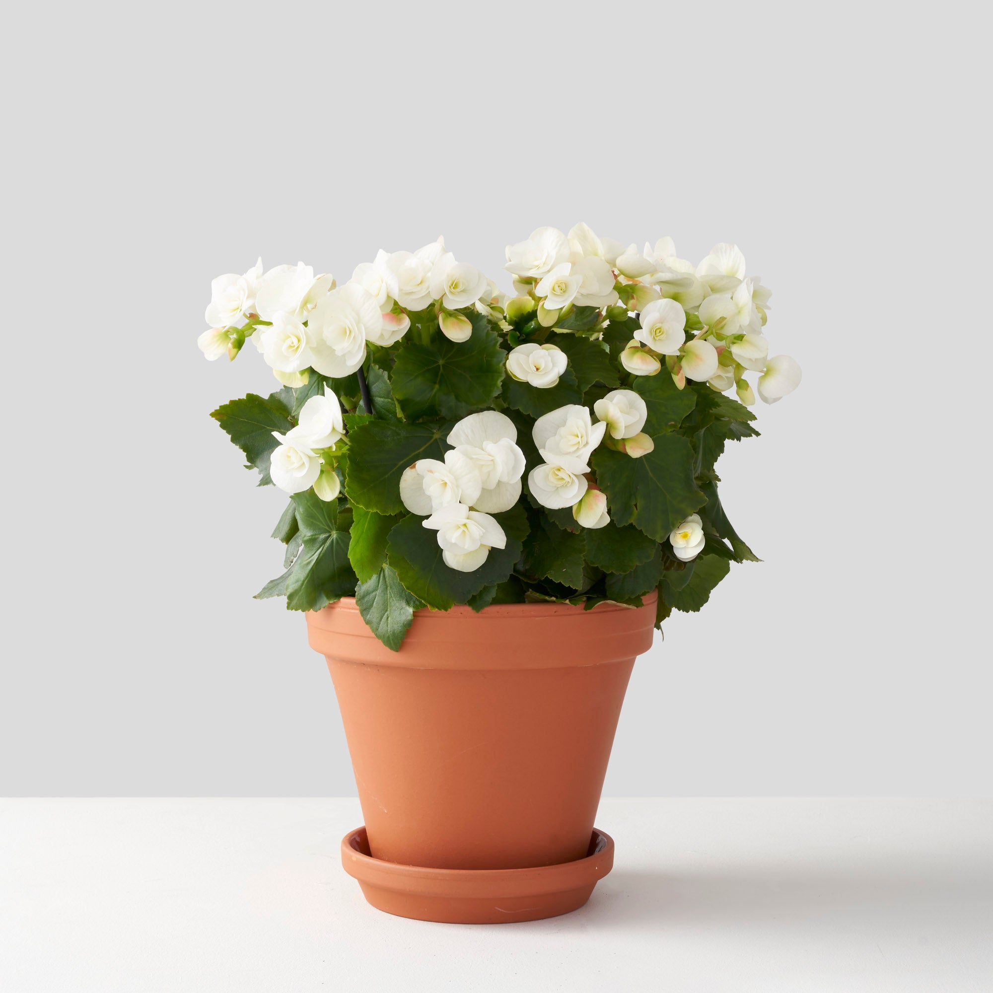 Flowering white begonia in clay pot on white background.