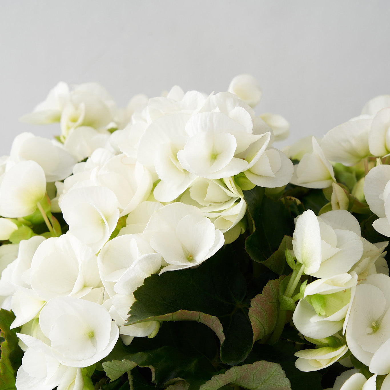 Bégonia blanc dans une boîte en bois