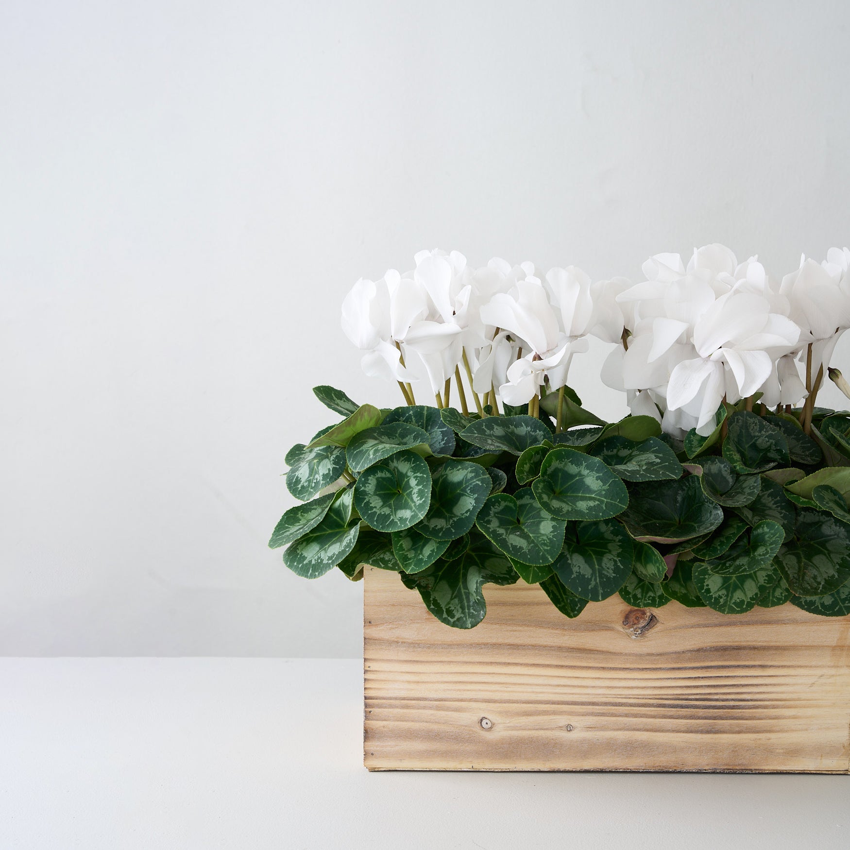 Boîte de cyclamens blanches