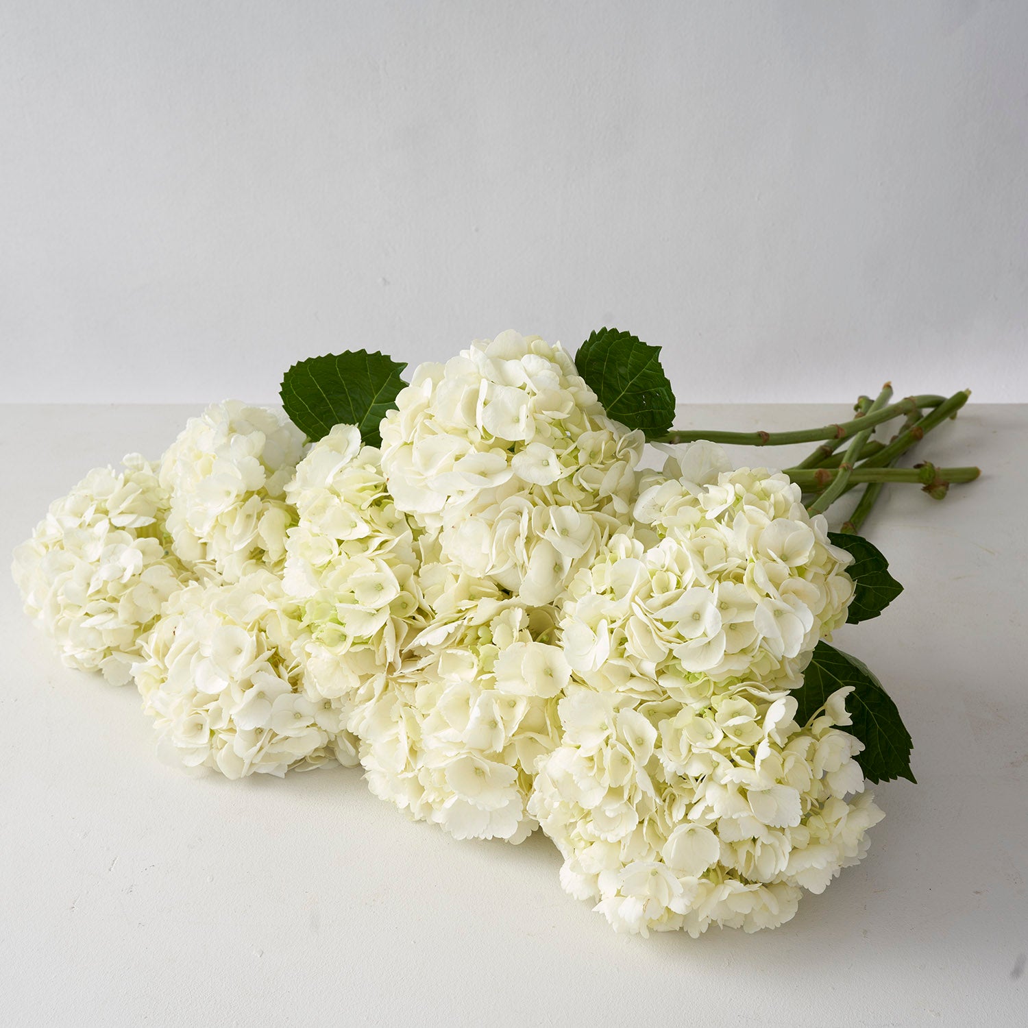 bouquet of white hydrangea on white background.