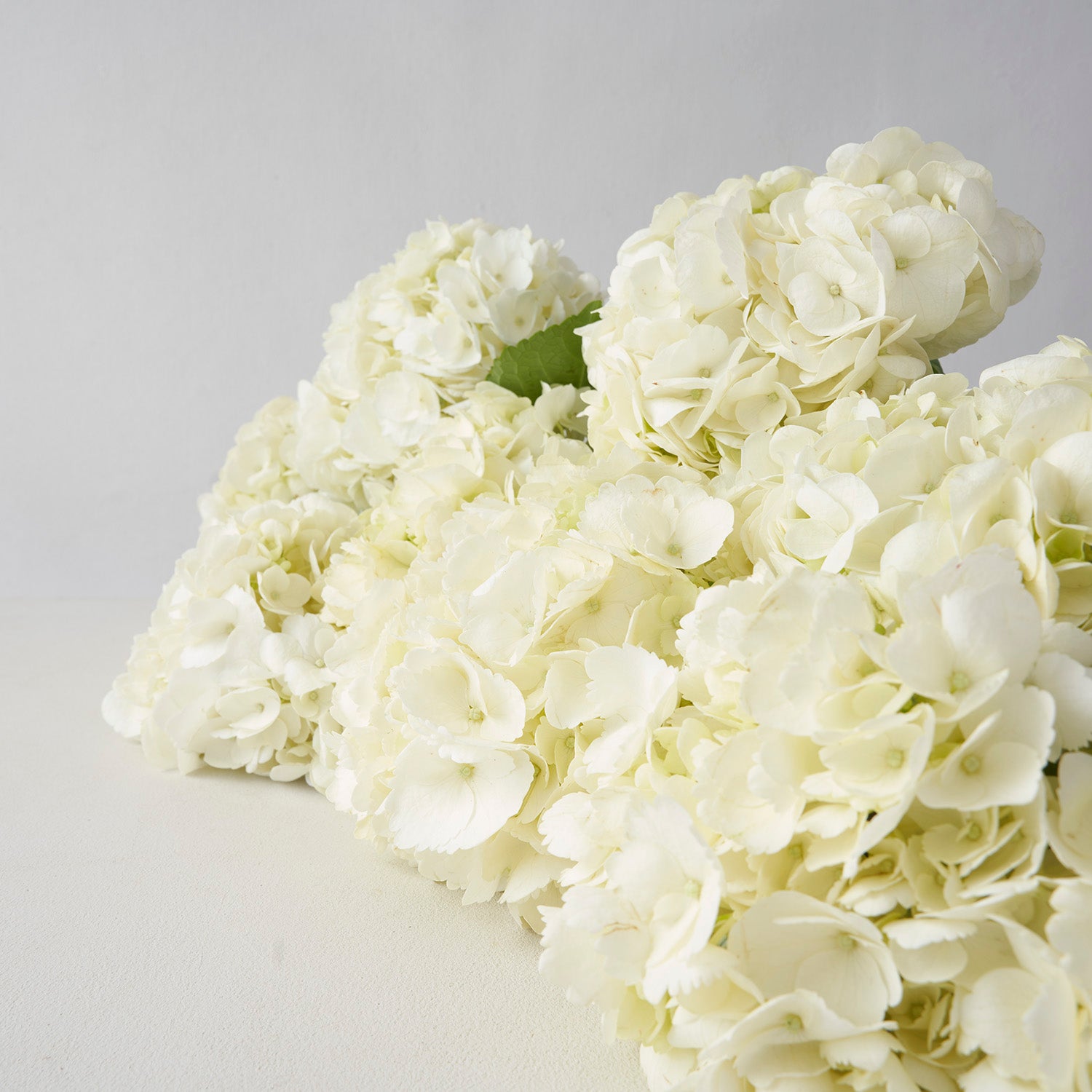 Close up of white hydrangea on white background.