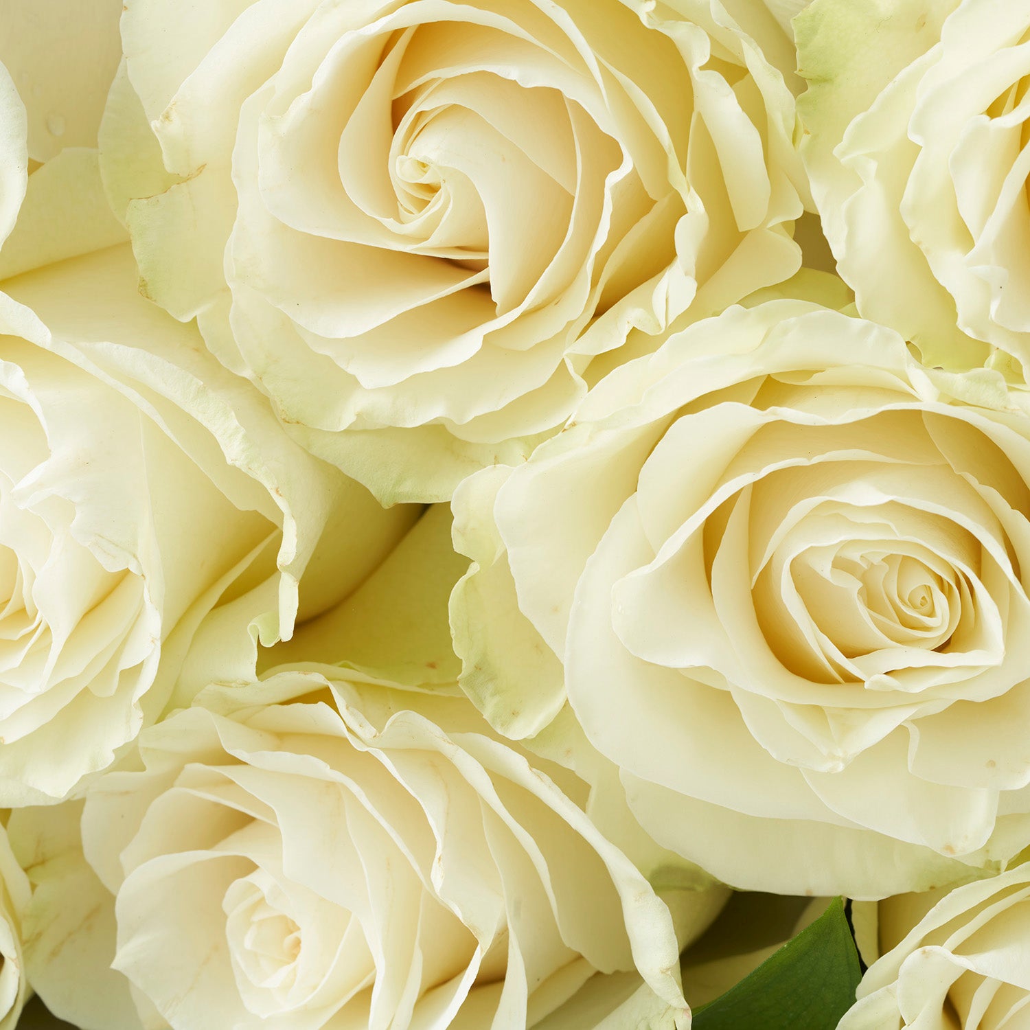 Closeup of white Mondial roses.