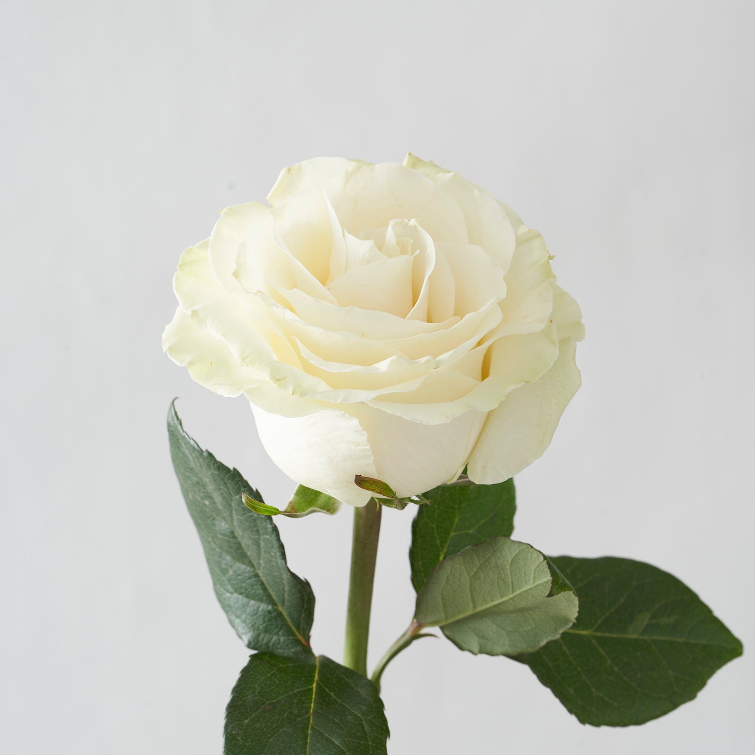 Closeup of one white Mondial rose on white background.