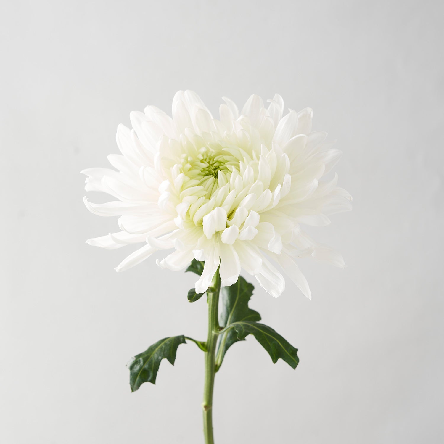 Close up of one chrysanthemum on white background.
