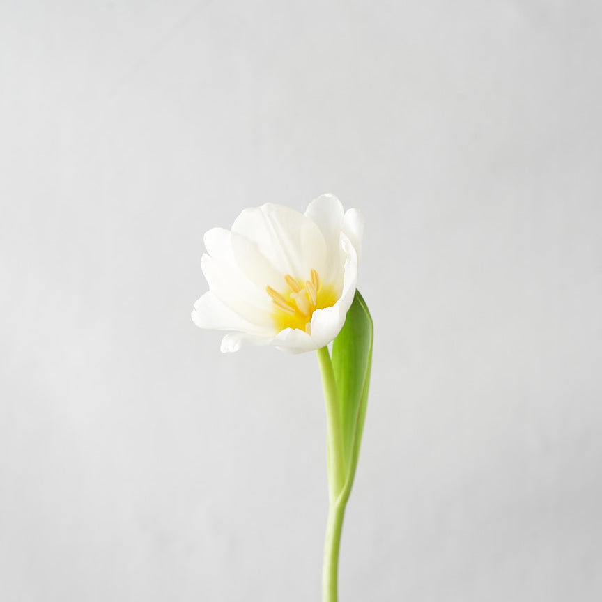 Single stem of a white tulip bloom