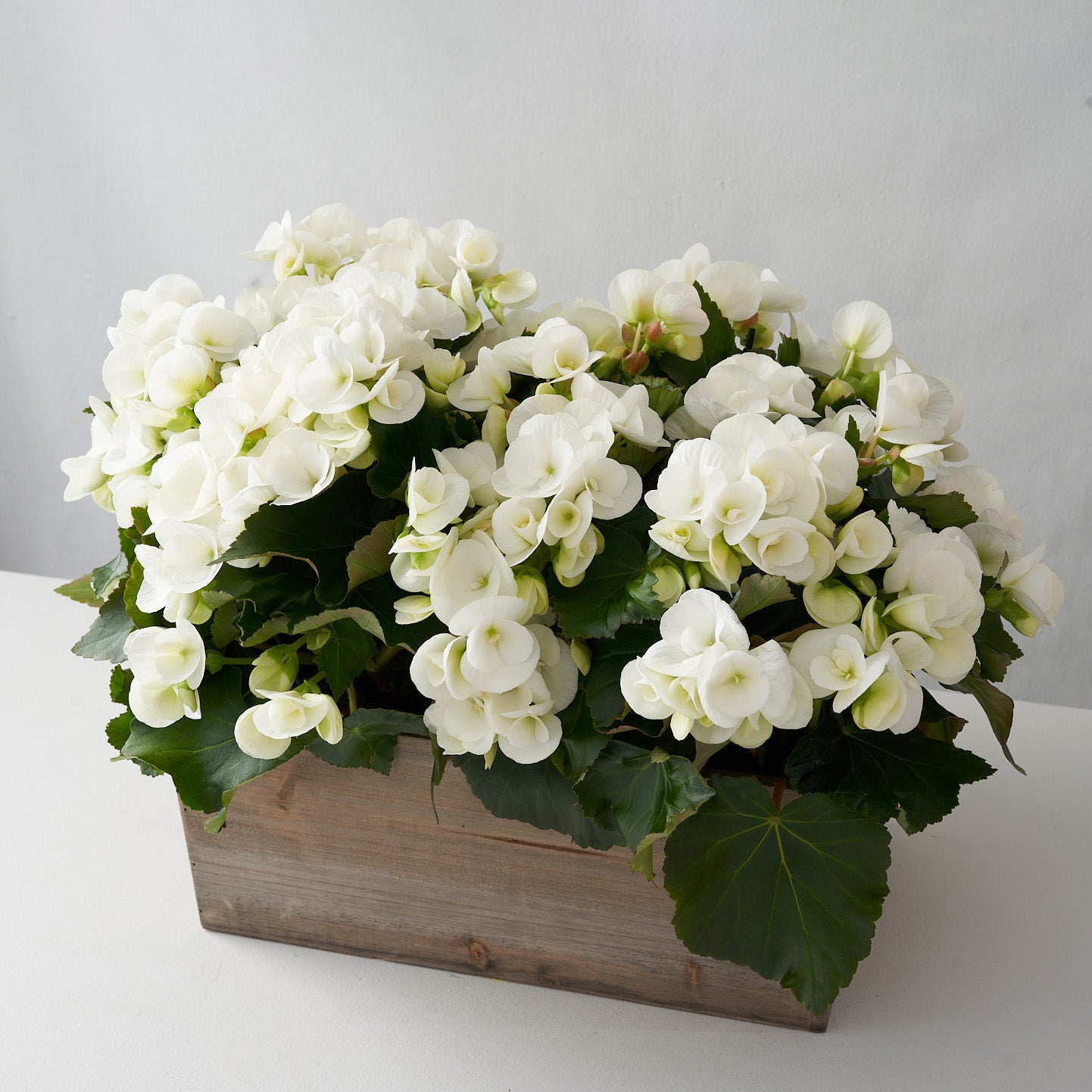 Wooden planter box on a white table filled with white begonia