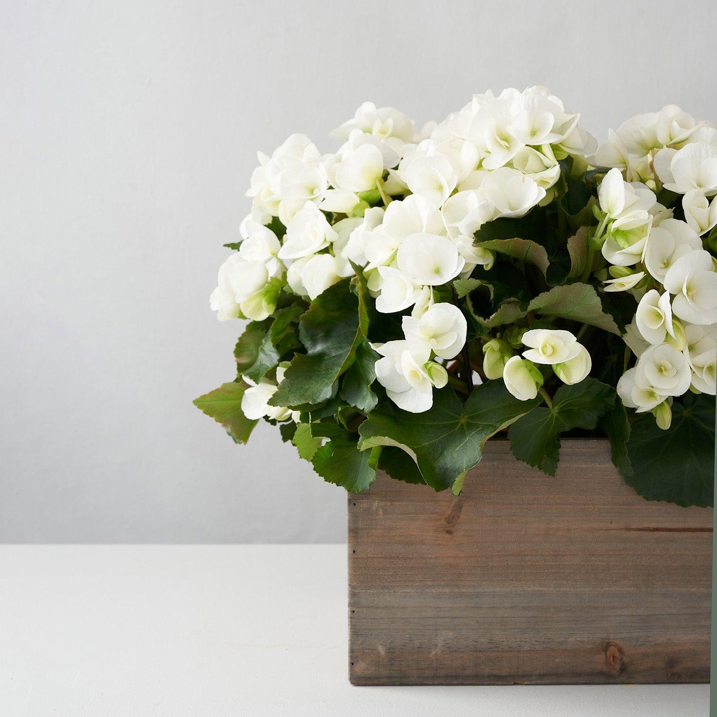 White Begonia in Wooden Box