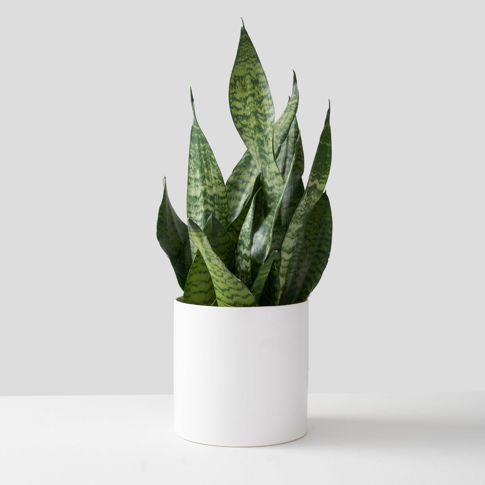 Snake plant in round white ceramic pot.