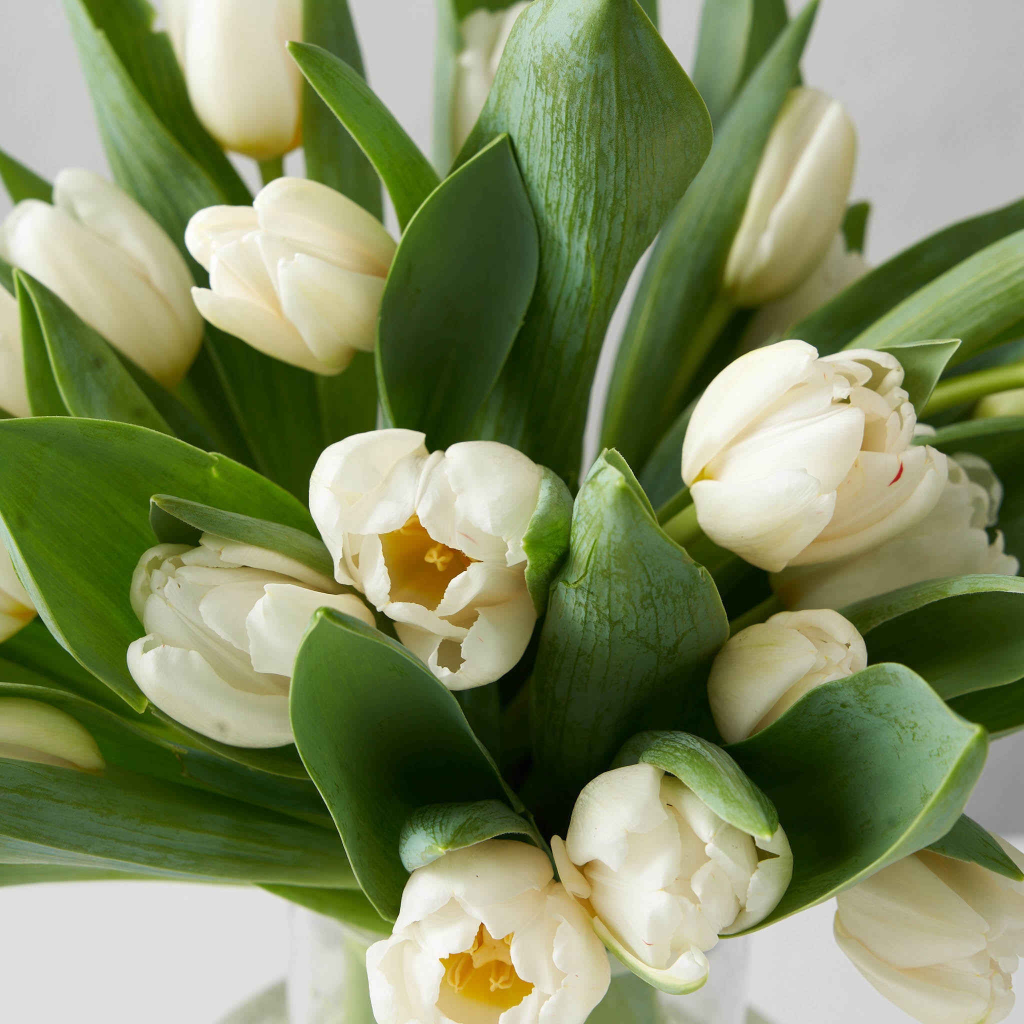 Close up view of an arrangement of white tulips