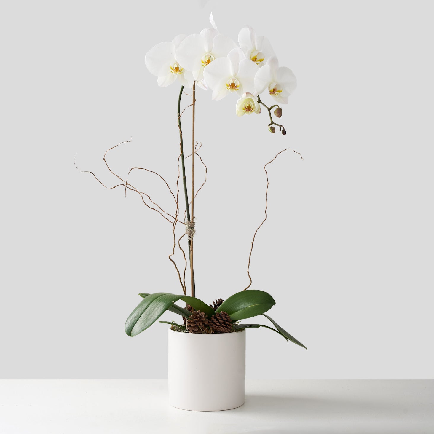 white orchid with birch branches in a white ceramic pot