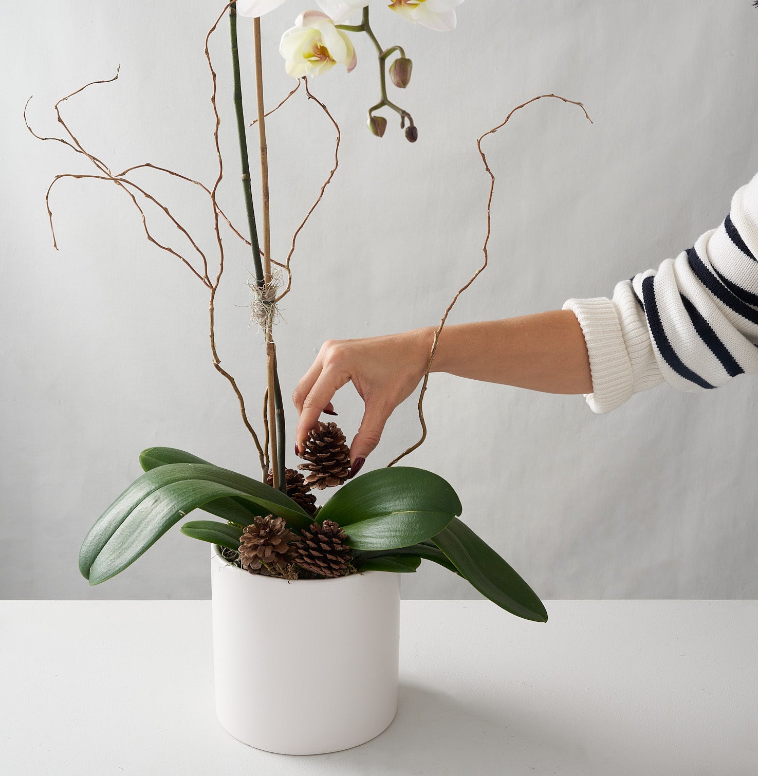 hand placing pine cone in a white orchid in ceramic pot with birch branches