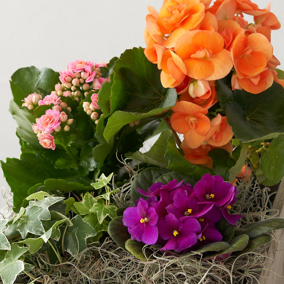 Bright orange and purple flowers, pink begonia and green ivy in a planter box with greenery