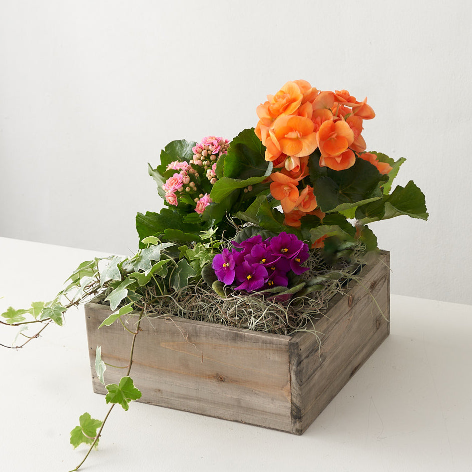 Bright orange and purple flowers, pink begonia and green ivy in a planter box with greenery