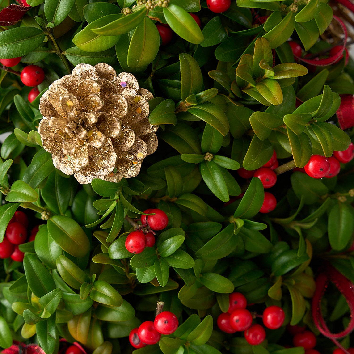 Sapin de Noël en buis