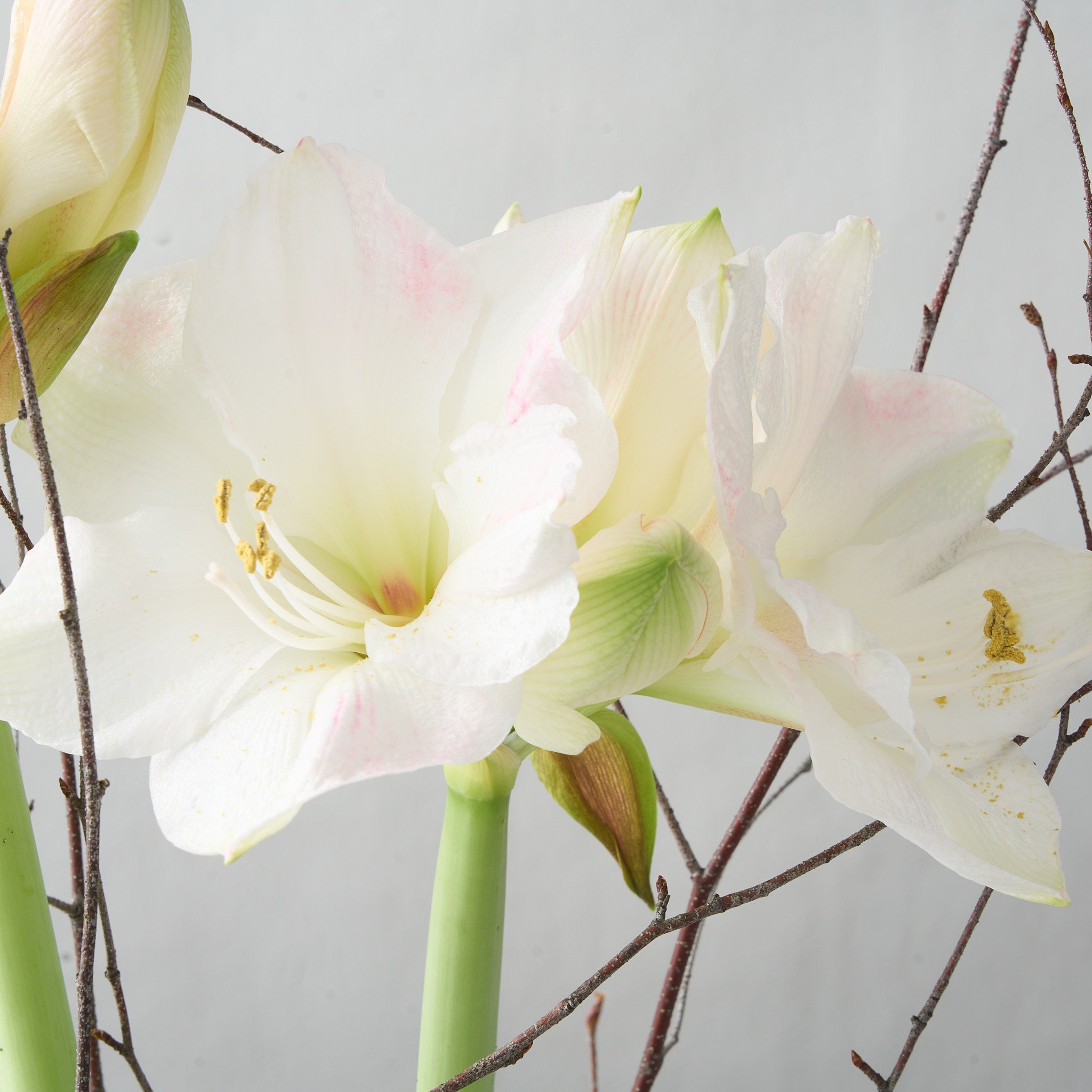 Two Pink Amaryllis Bulbs in White Ceramic