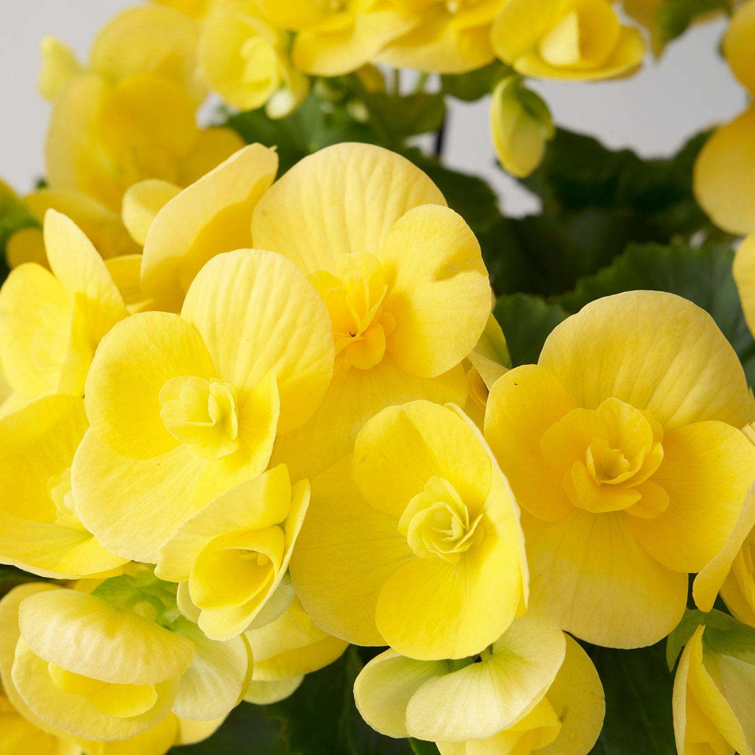 Closeup of yellow begonia flowers.