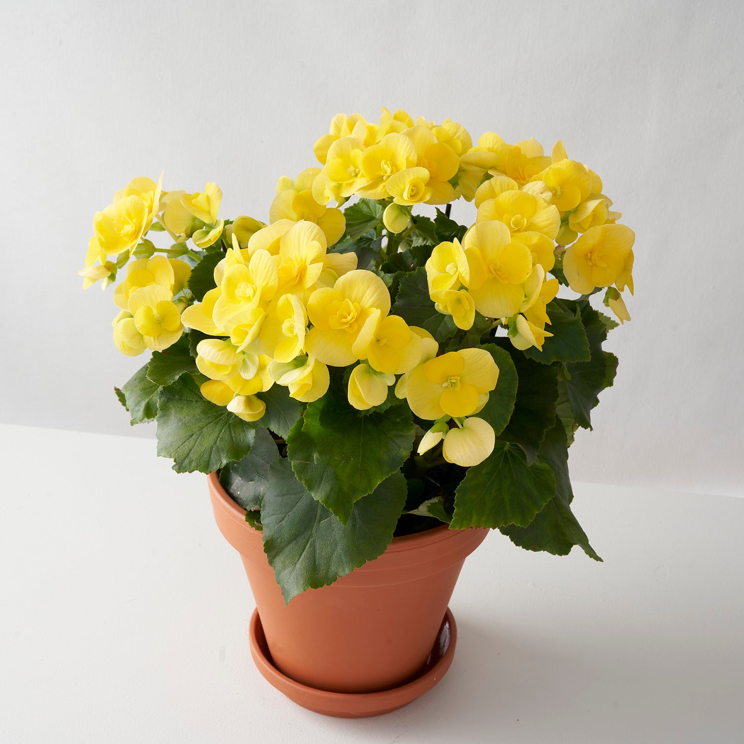 flowering yellow begonia plant in clay pot centered on white background.
