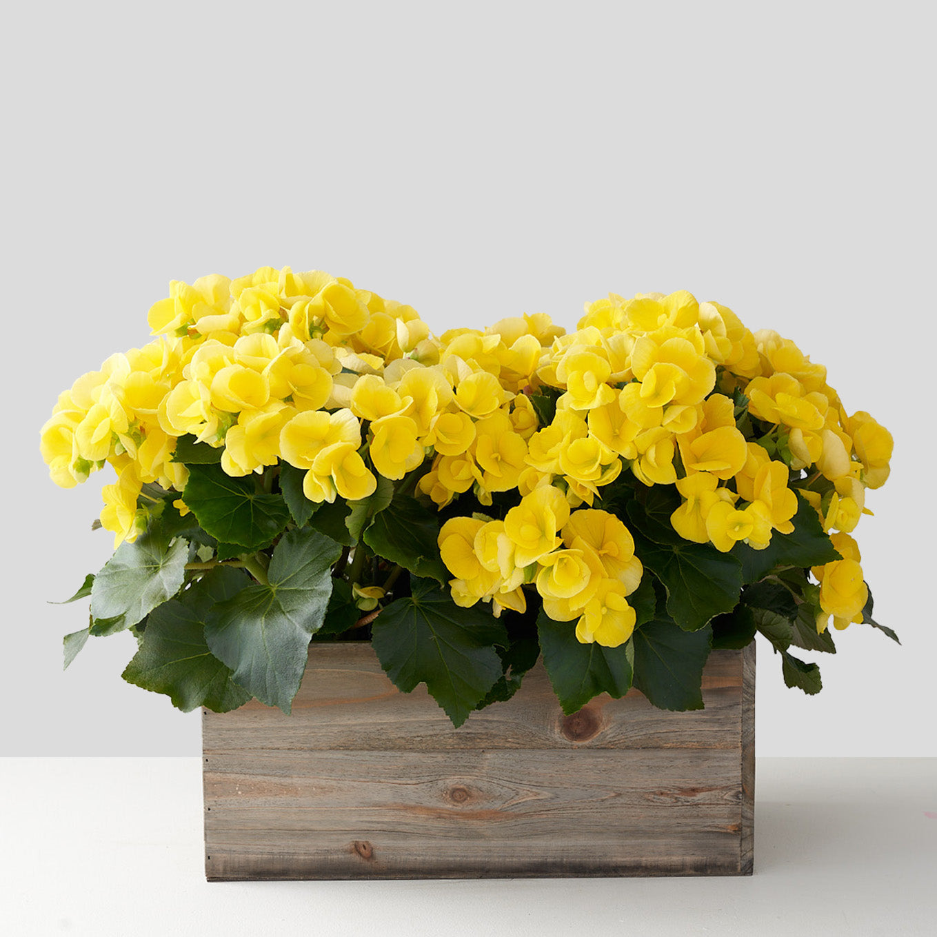 Wooden planter box set upon a white table filled with bright yellow begonia