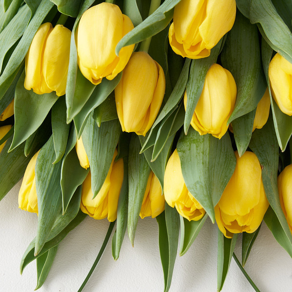 Close up of a bundle of yellow tulip blooms