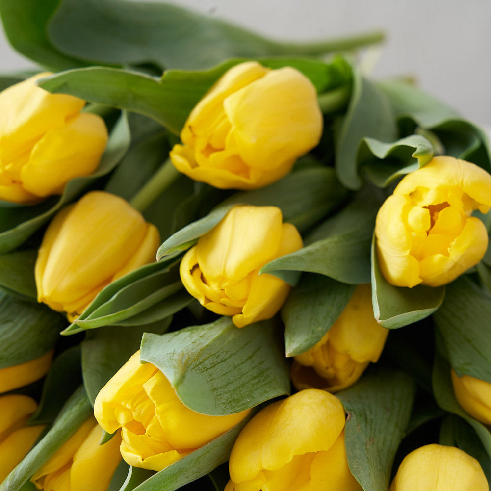 A close up display of yellow tulips
