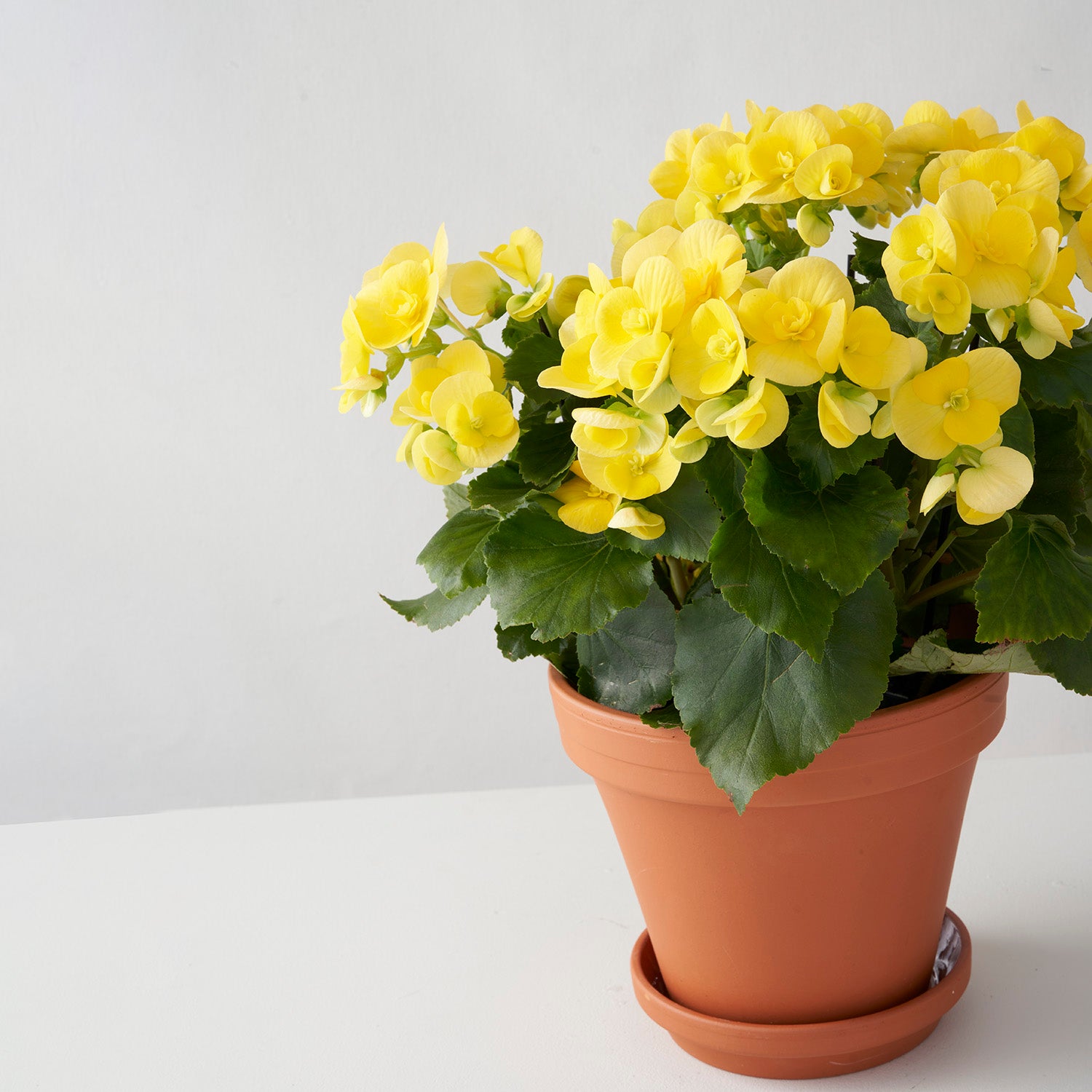Flowering yellow begonia plant in terracota pot off center on white background.