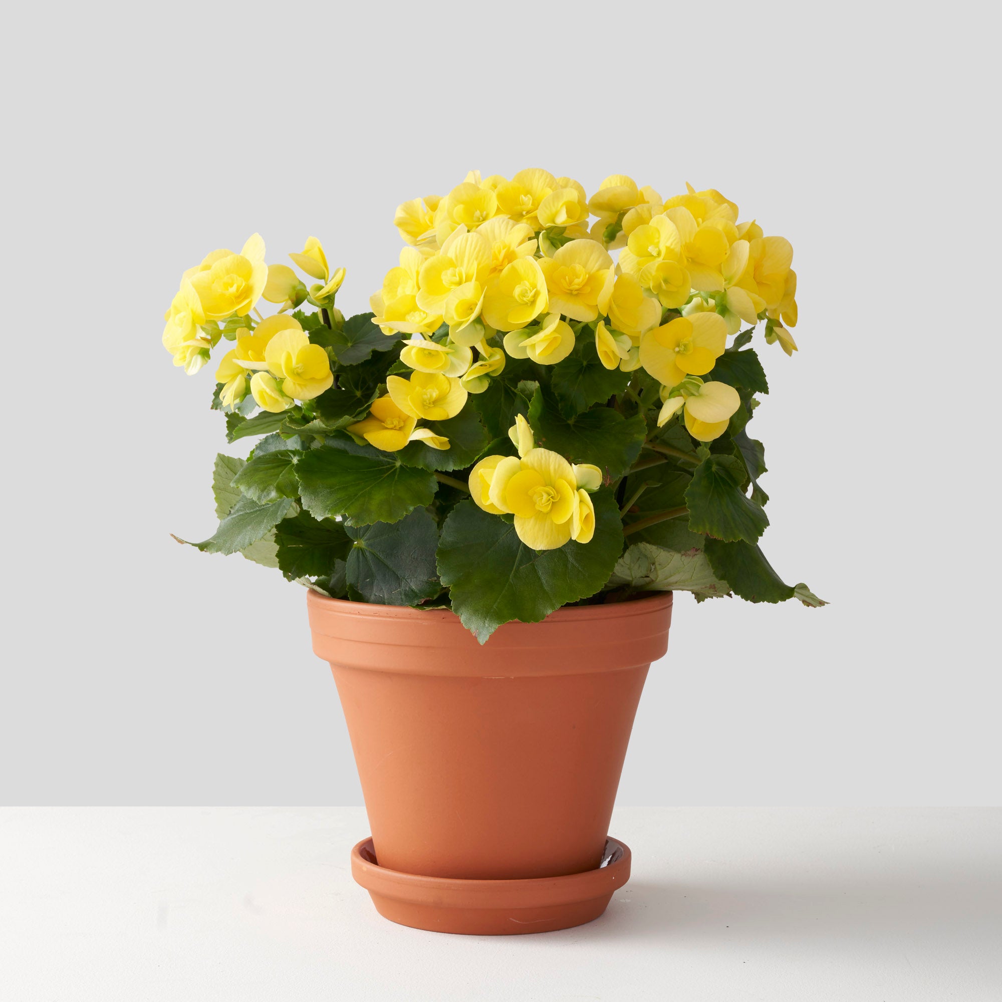 Yello begonia plant in flower in clay pot on white background.