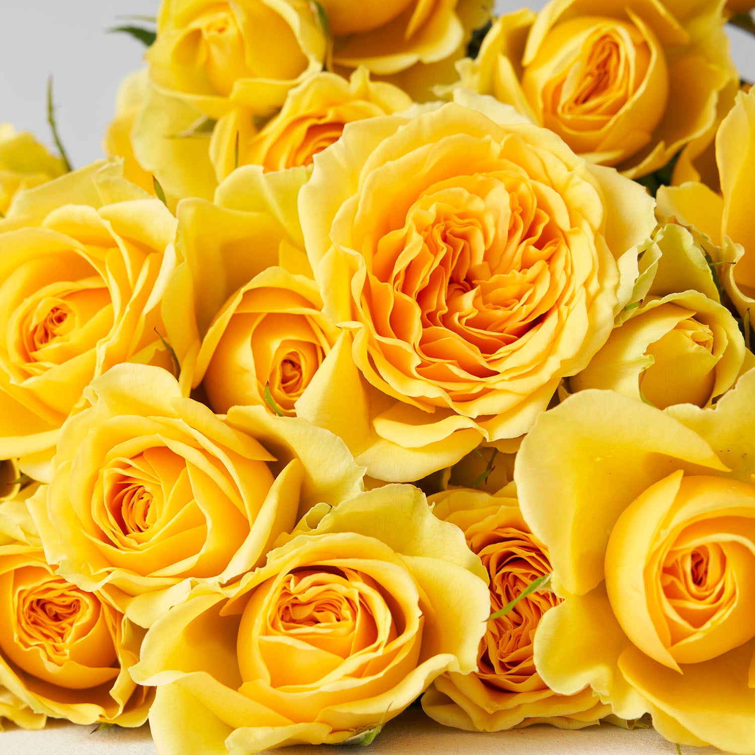 Yellow Spray Roses