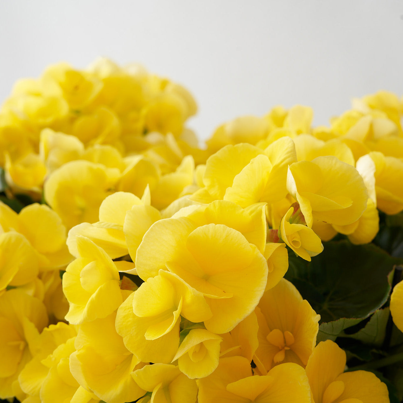 Cluster of brightly coloured yellow begonia flowers
