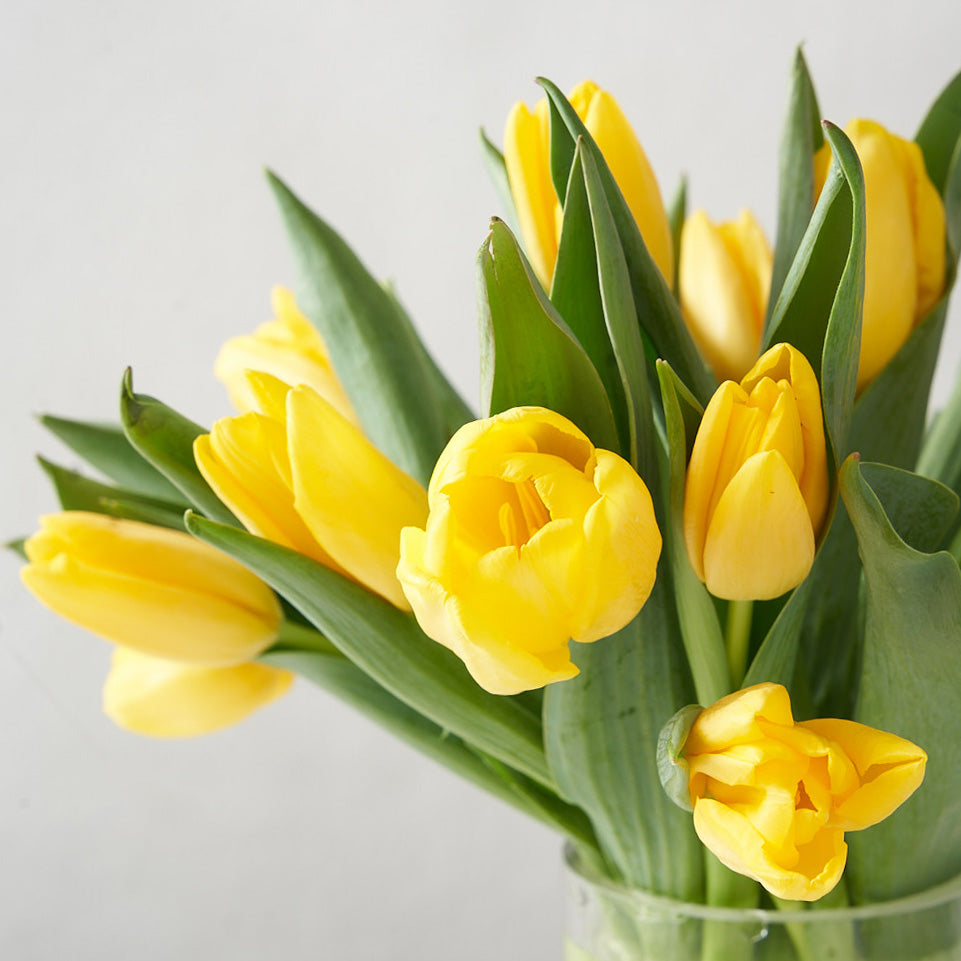 Close up of arranged yellow tulips in a glass vase