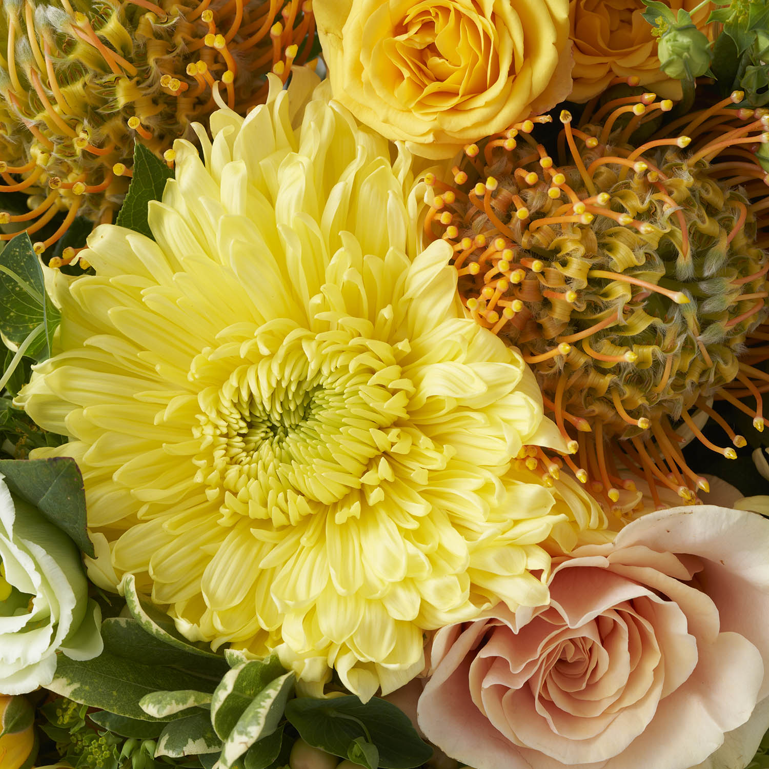 Closeup of yellow chrysanthemum, peach rose, and gold pincushion protea.