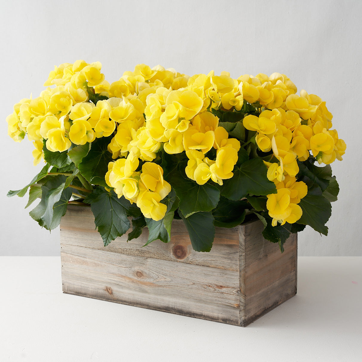 Wooden planter box filled with yellow begonia set on a white table