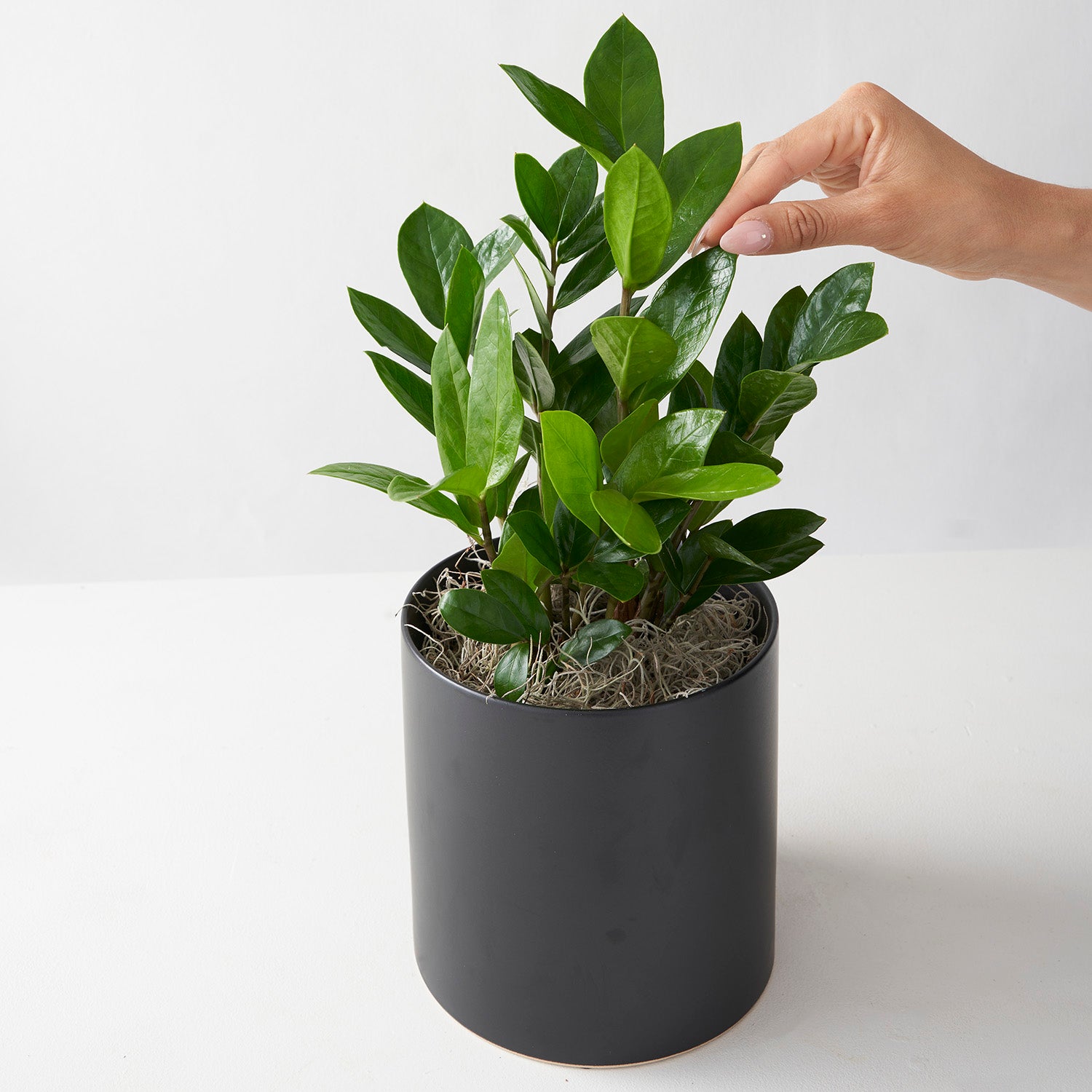 Woman's hand touching leaf of ZZ plant in round ceramic container.