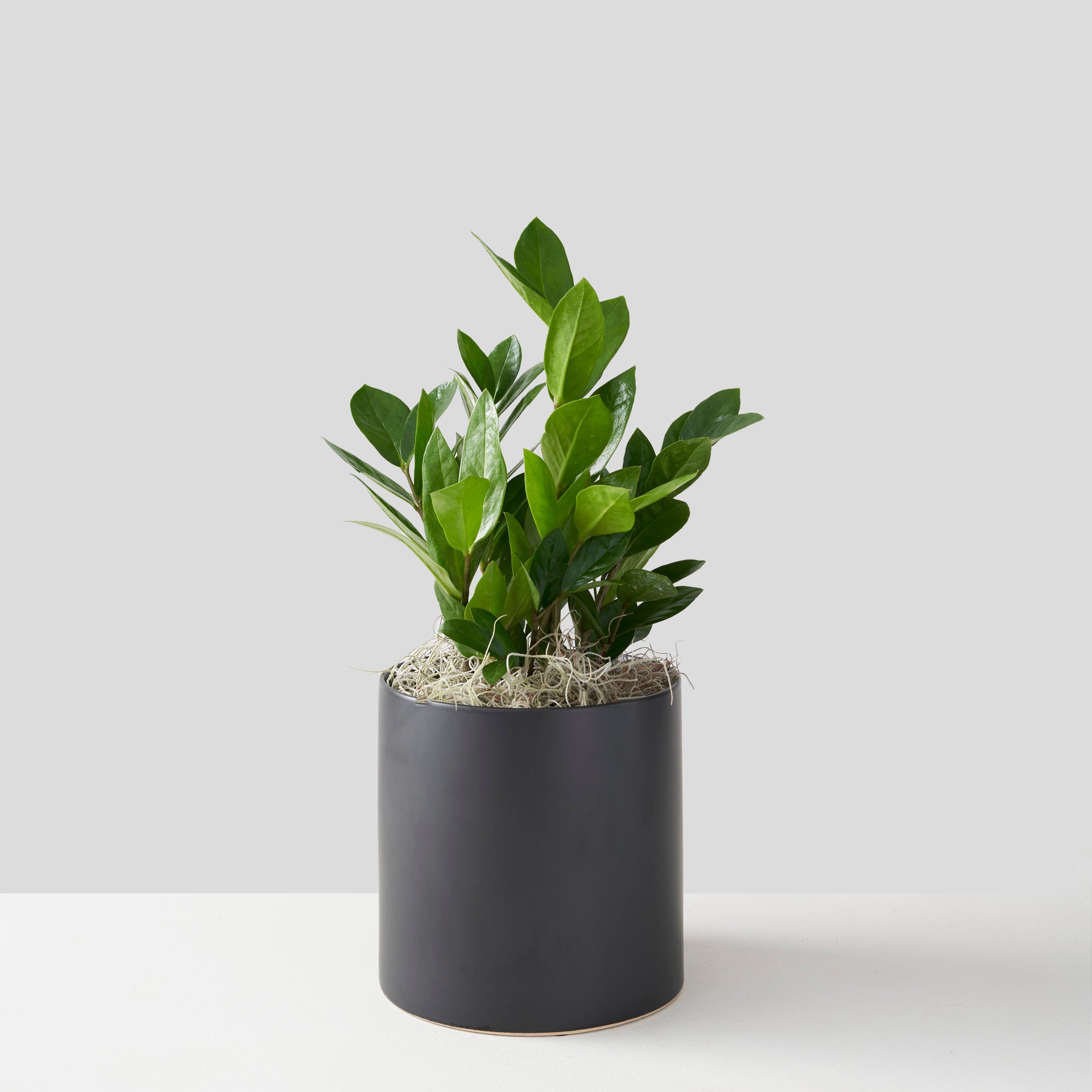 ZZ plant in round black ceramic container.