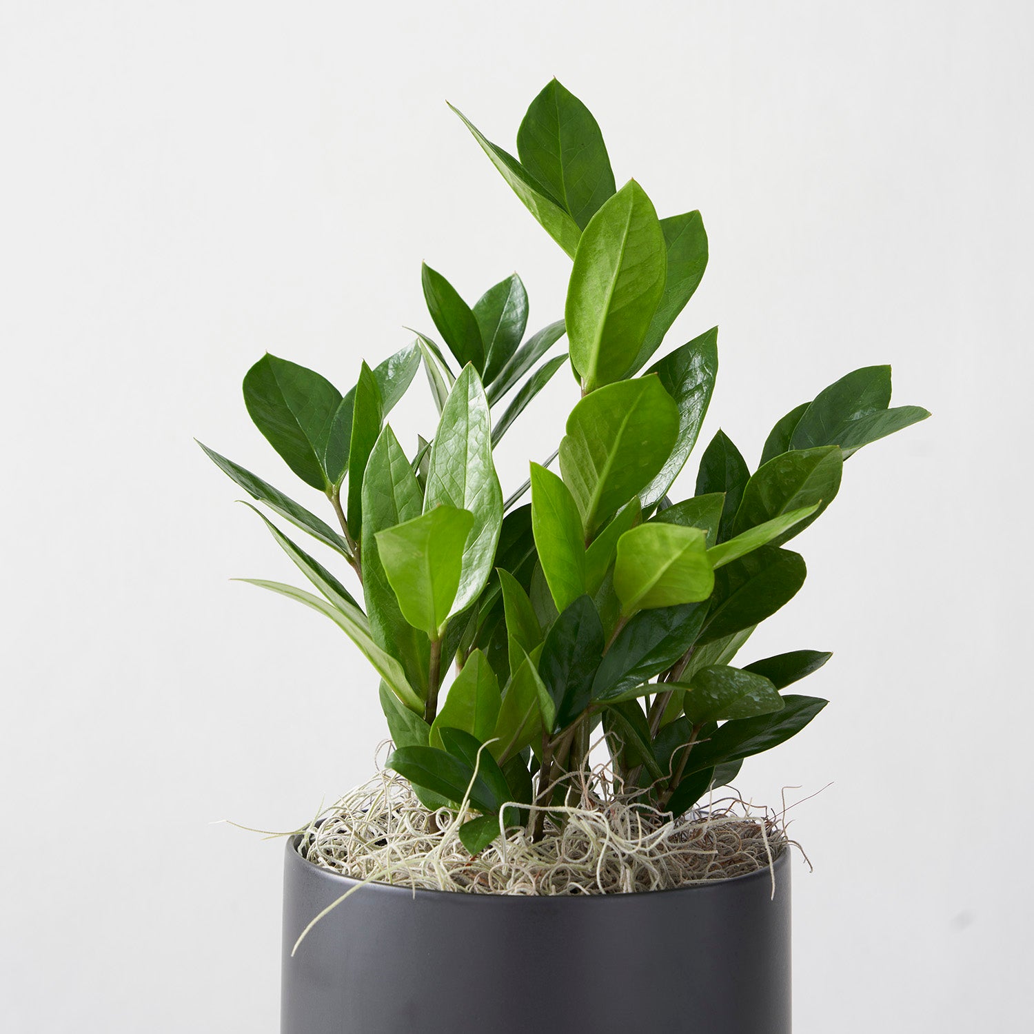 Closeup of ZZ plant in black ceramic pot on white background.