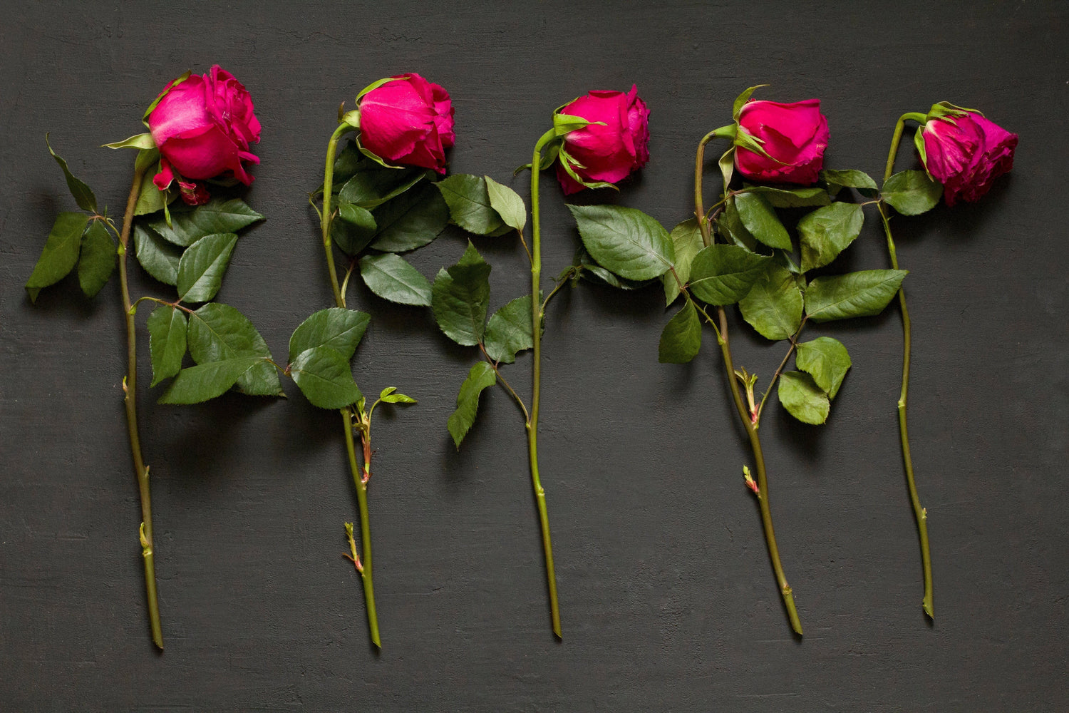 5 hot pink long stem roses at different stages of wilting