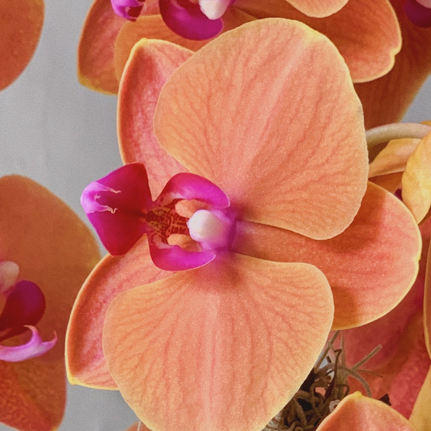 peach colored orchid bloom with hot pink center