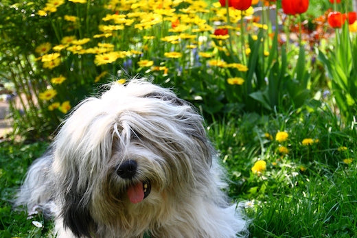 English sheep dog sitting in a flower garden