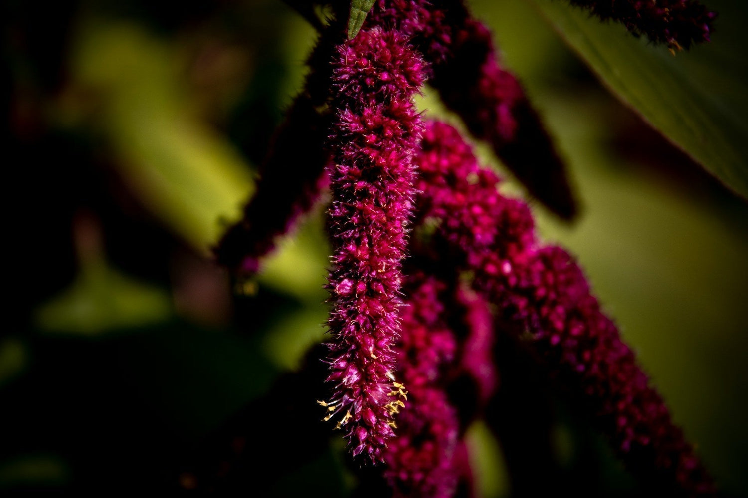 Amaranthus