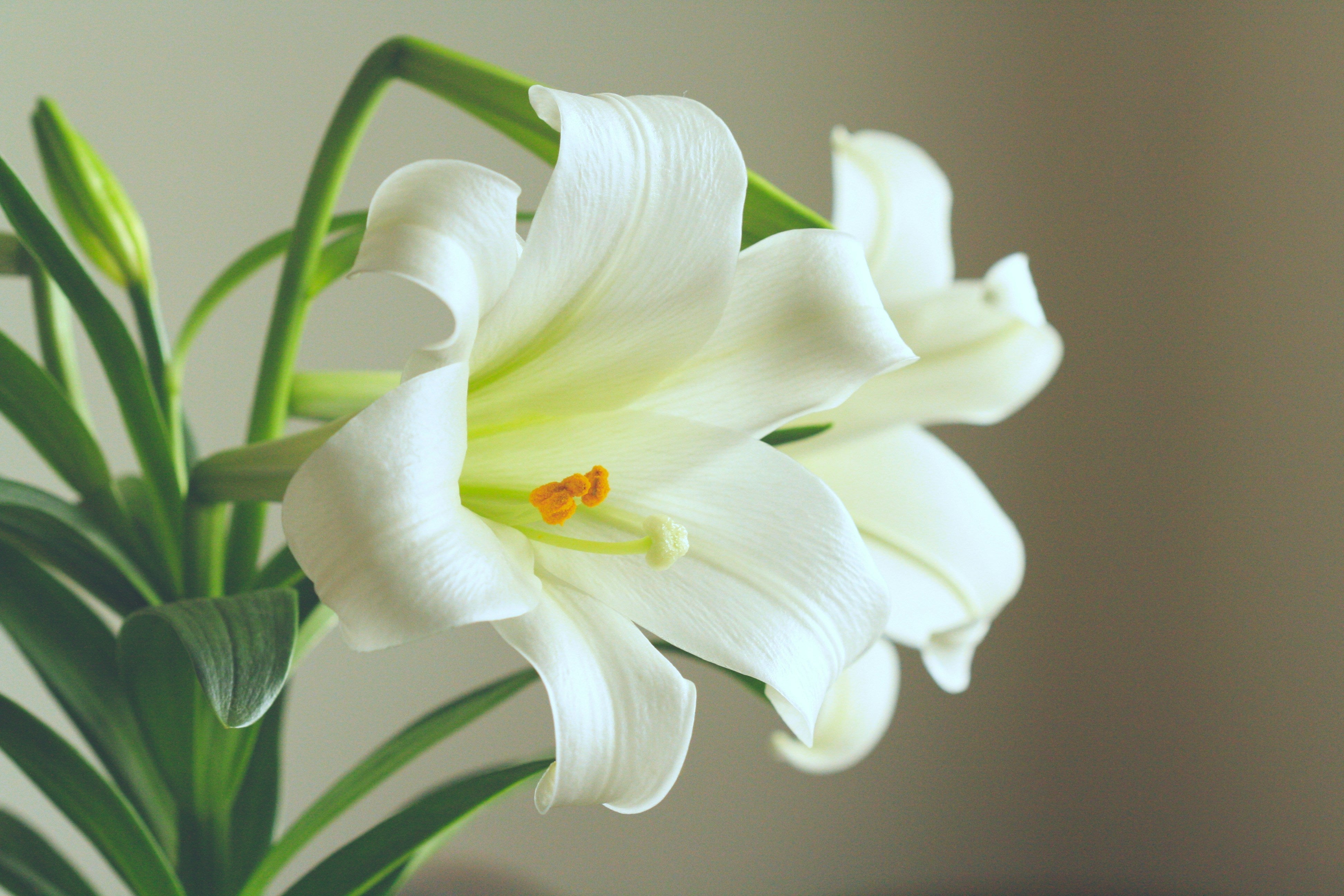 Easter Lilly -  Trumpet Lilly - Lilium longiflorum